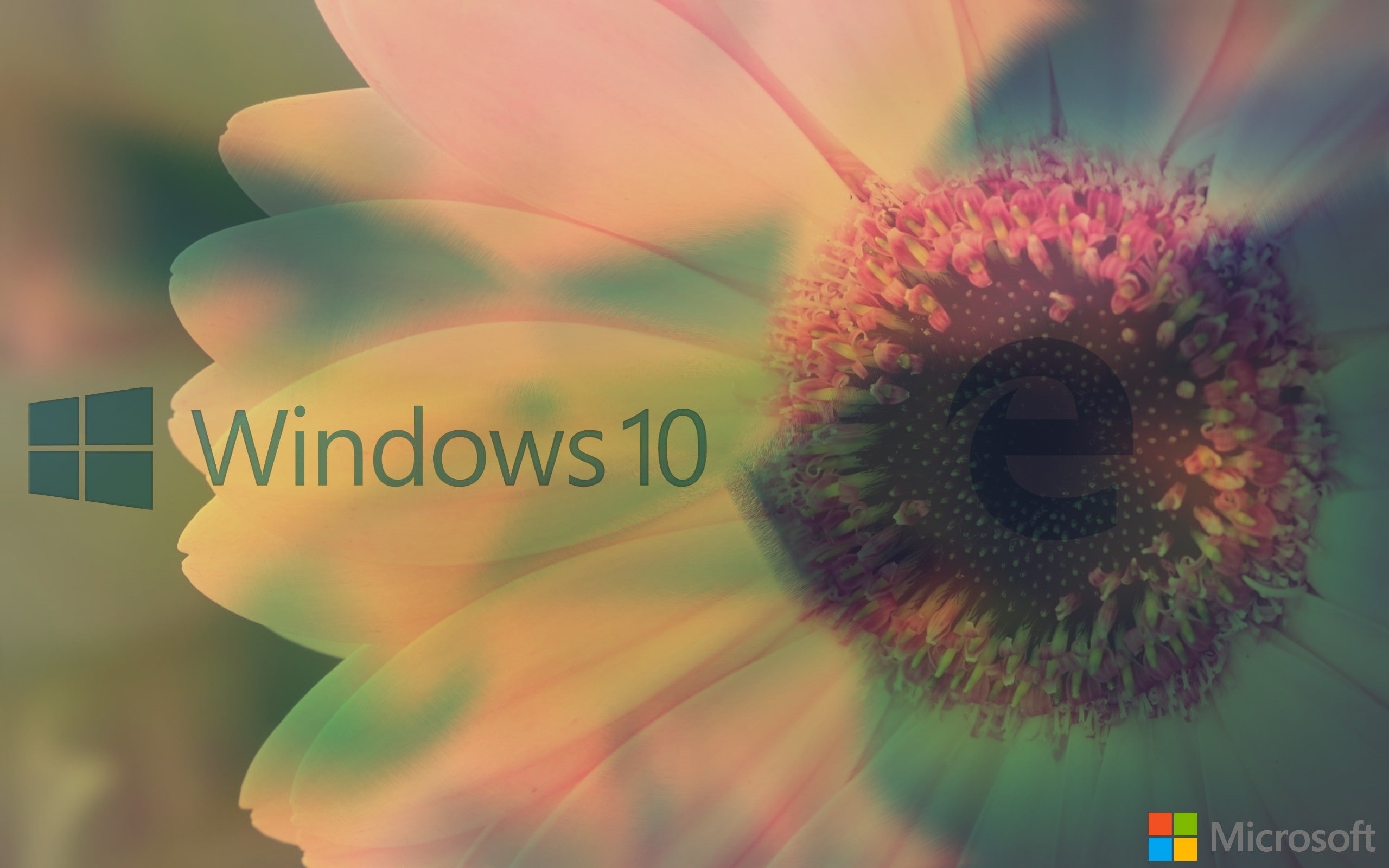 window, one person, flowering plant, beauty in nature, western script, plant, MS-DOS, 2K, day, Microsoft Windows, close-up, flower head, nature, real people, HD Wallpaper