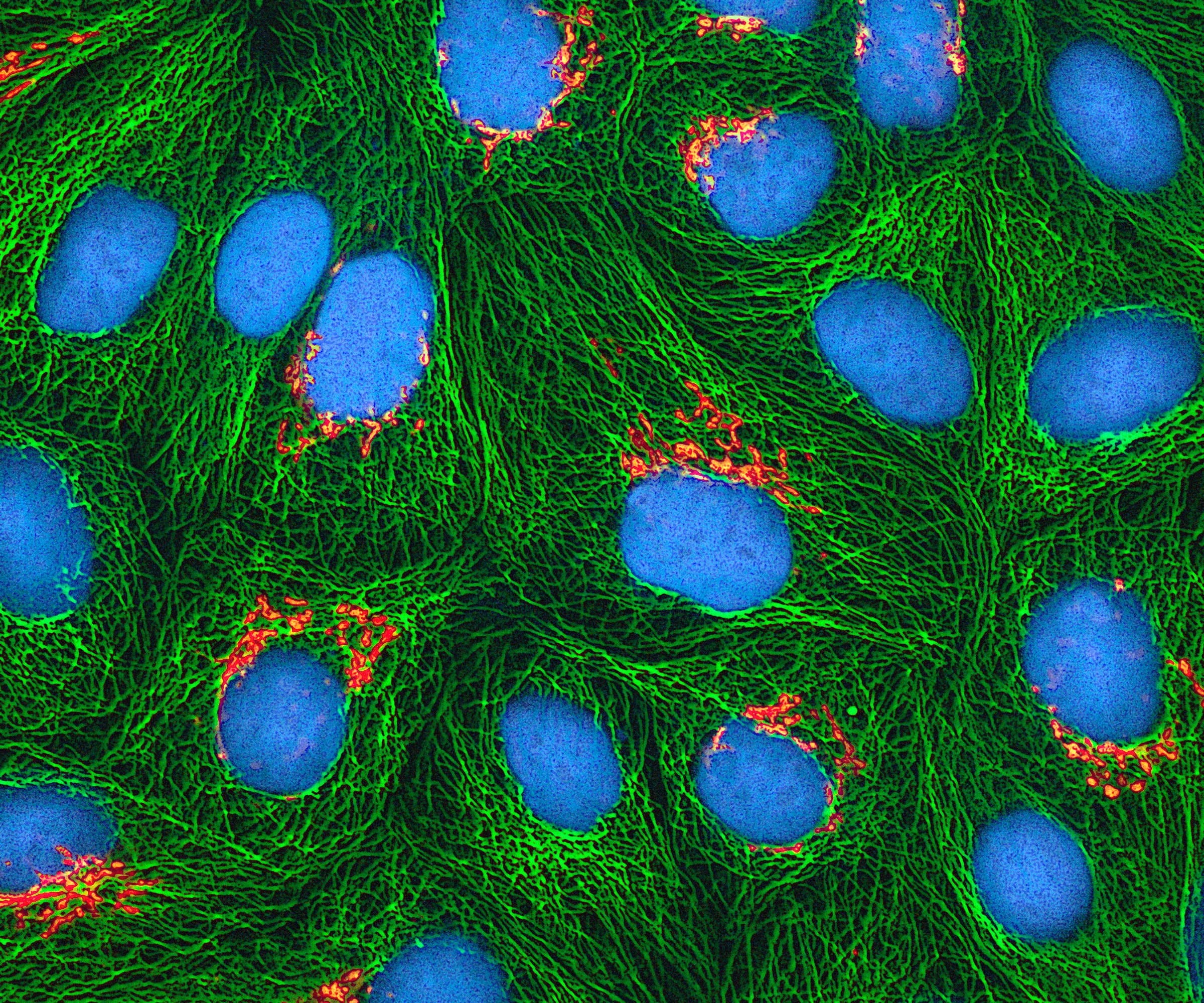 multi colored, directly above, plant, blue, nature, pattern, land, fishing industry, no people, textured, stained, hela cells, backgrounds, electron microscope, HD Wallpaper