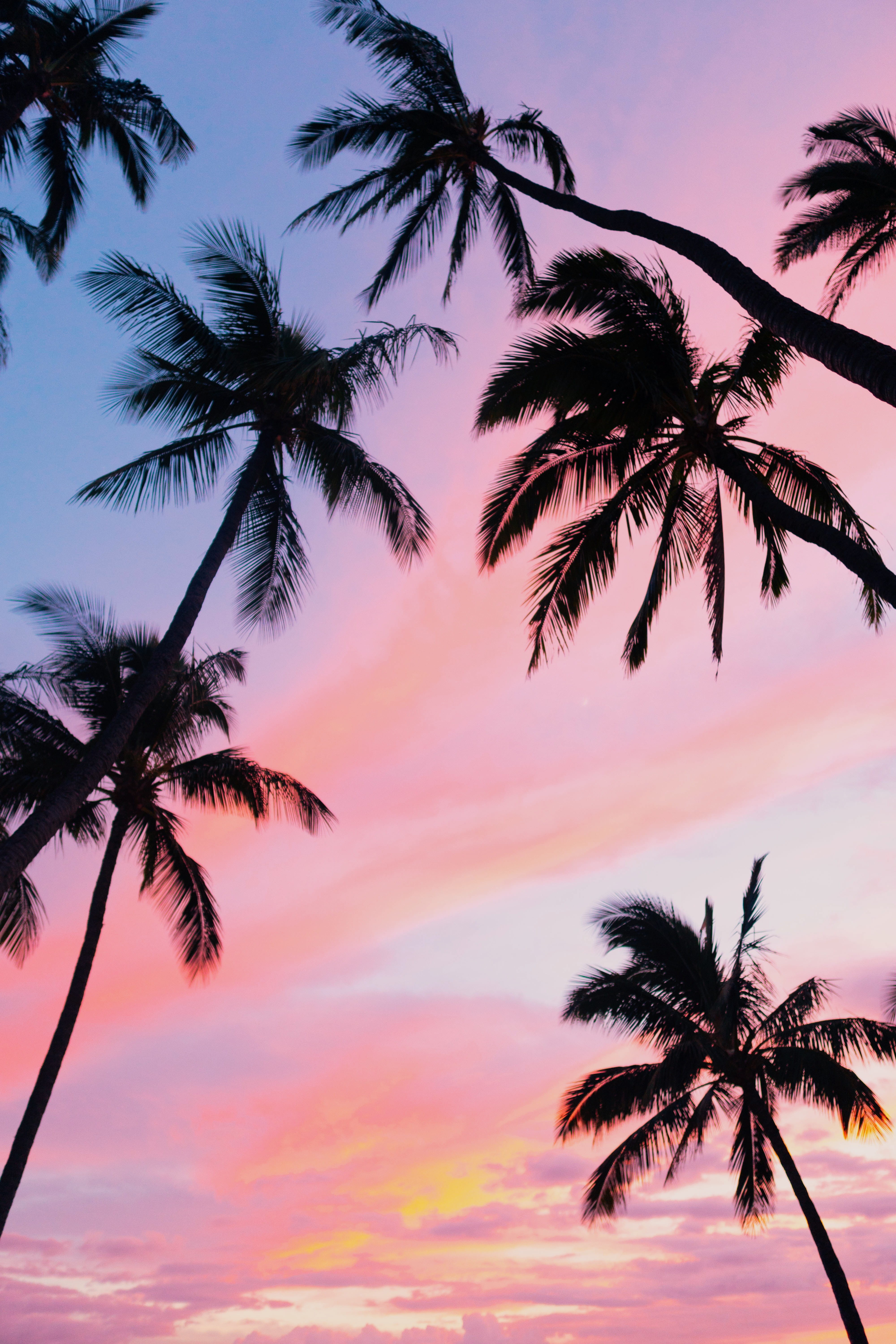 palm tree, growth, orange color, tranquility, palm leaf, scenics - nature, tranquil scene, hawaii, tropical tree, tropical climate, cloud - sky, sunset, Phone HD Wallpaper