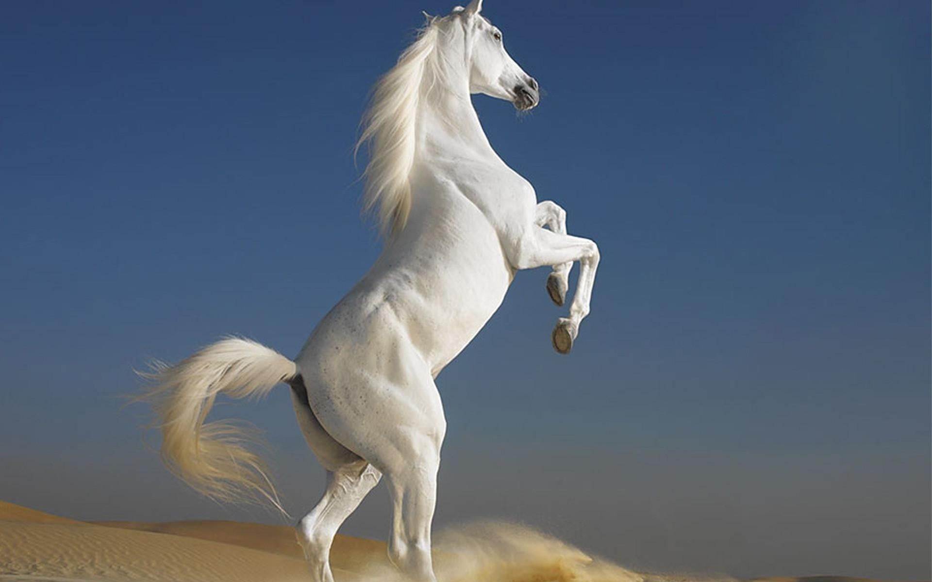 animal themes, digital composite, animals, clear sky, white color, statue, domestic, sky, day, domestic animals, horse, blue, sculpture, animal, nature, HD Wallpaper