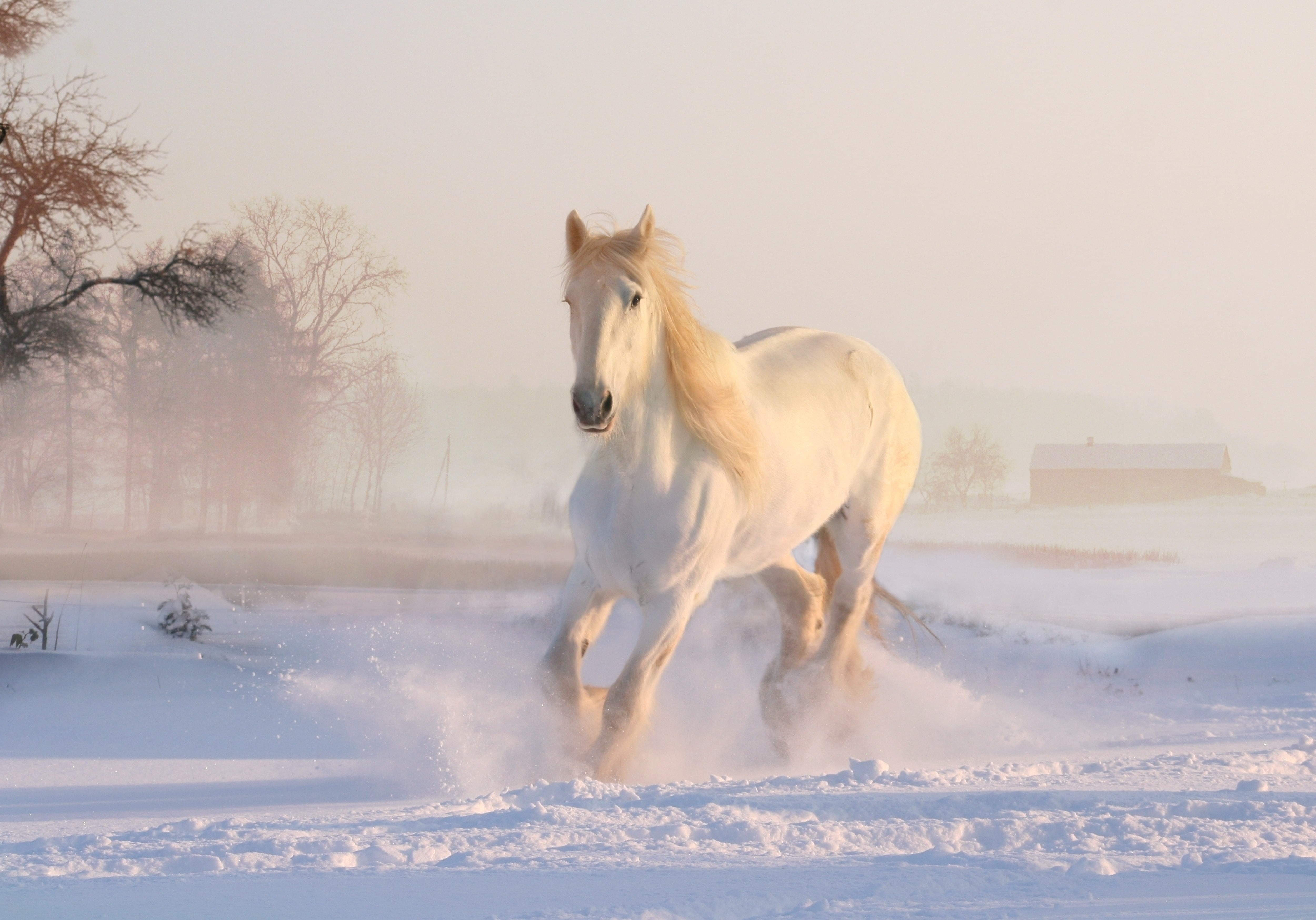 Snow, 4K, White horse, Winter, Running Horse, 4K, HD Wallpaper