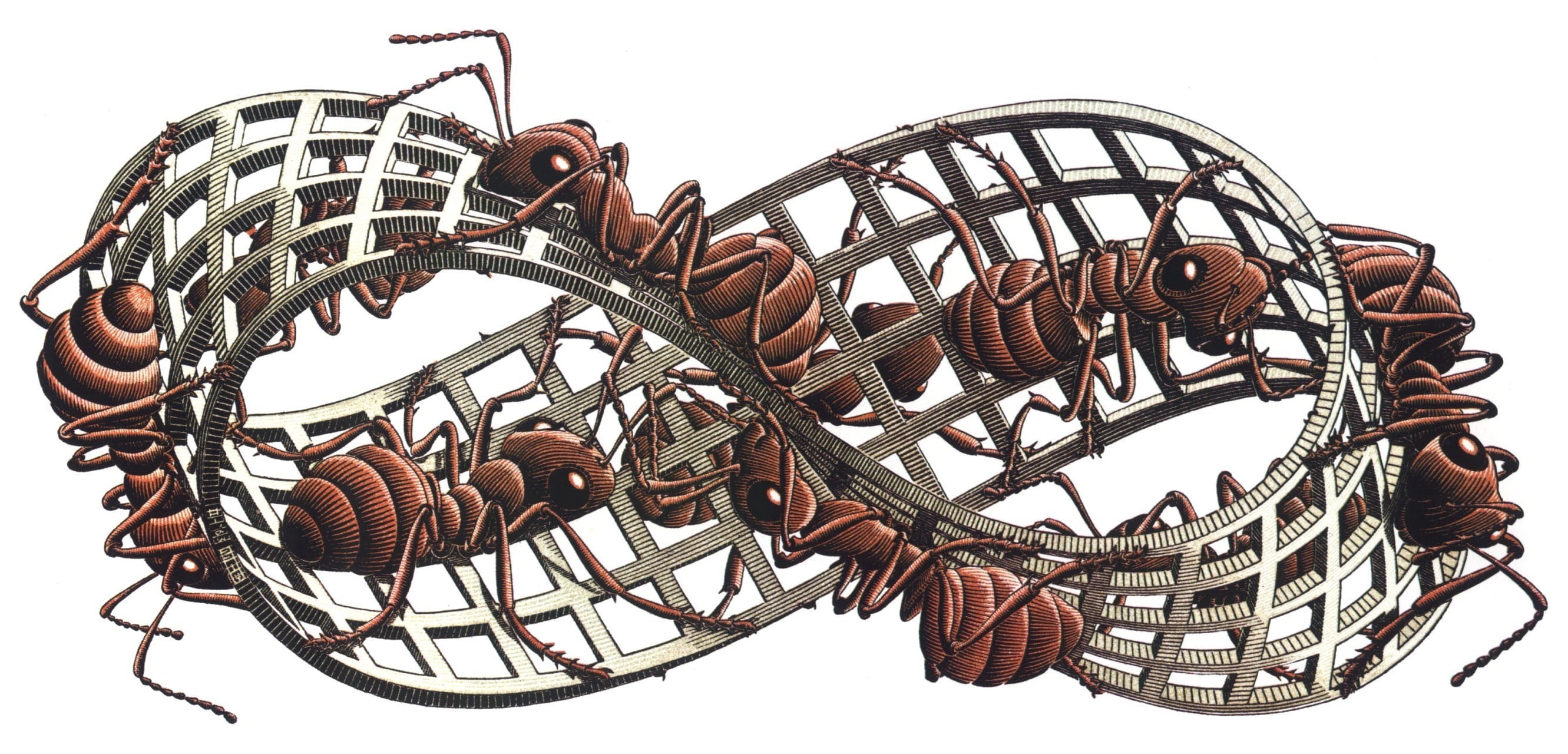insect, metal, wicker, fishing industry, artwork, M. C. Escher, cut out, indoors, 3D, close-up, no people, large group of objects, arrangement, pattern, HD Wallpaper