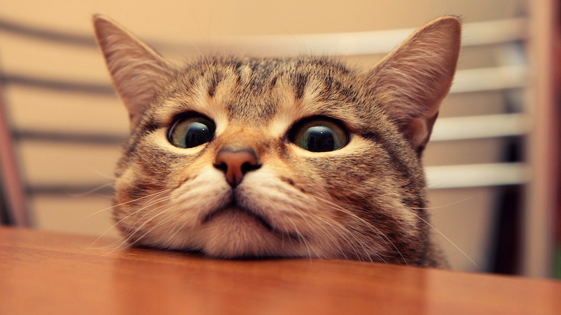 bokeh, 1920x1080, animals, cat, cute, 1080P, HD Wallpaper