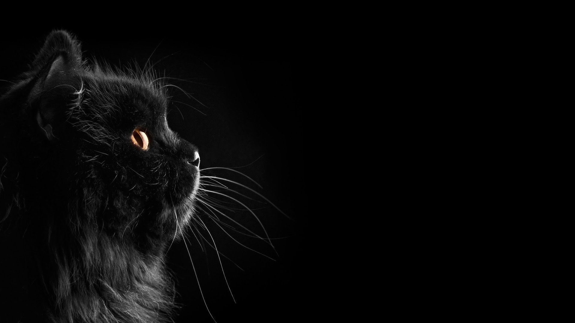 cat, Selective, Black Cats, art, Black, cats, 1920x1080 px, black background, selective, nature, hd, fields, 1080P, x, px, background, dark, Coloring, HD Wallpaper
