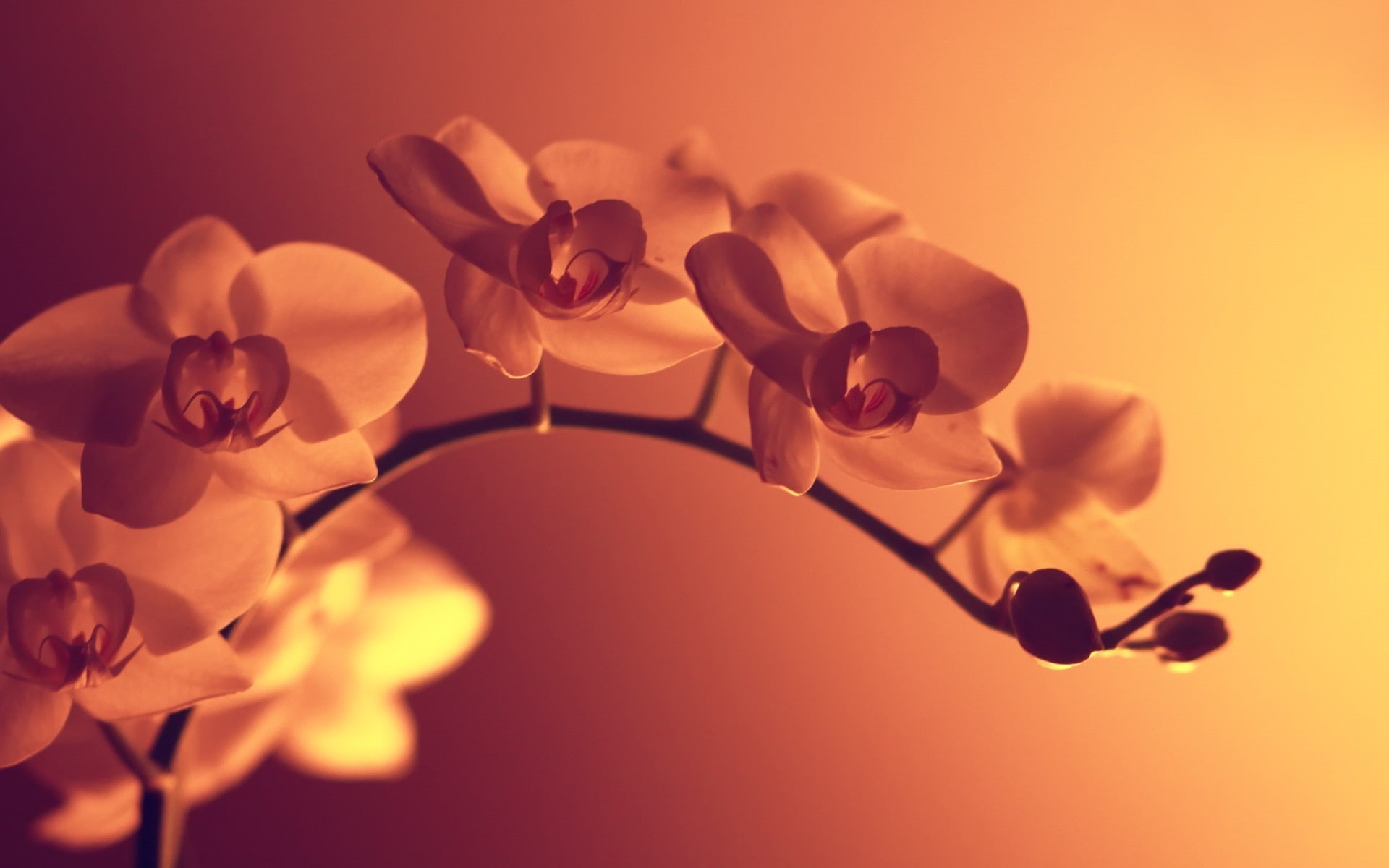 photography, artificial lights, macro, orange flowers, 1080P, HD Wallpaper