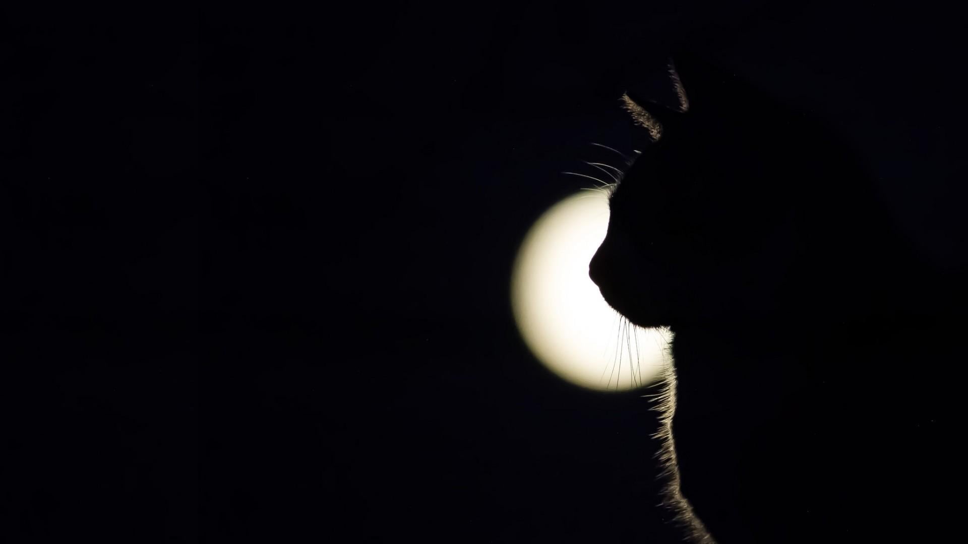 moonlight, cat, animal wildlife, midnight, dark, black background, sky, one animal, portrait, backlighting, domestic, black and white, atmosphere of earth, HD Wallpaper
