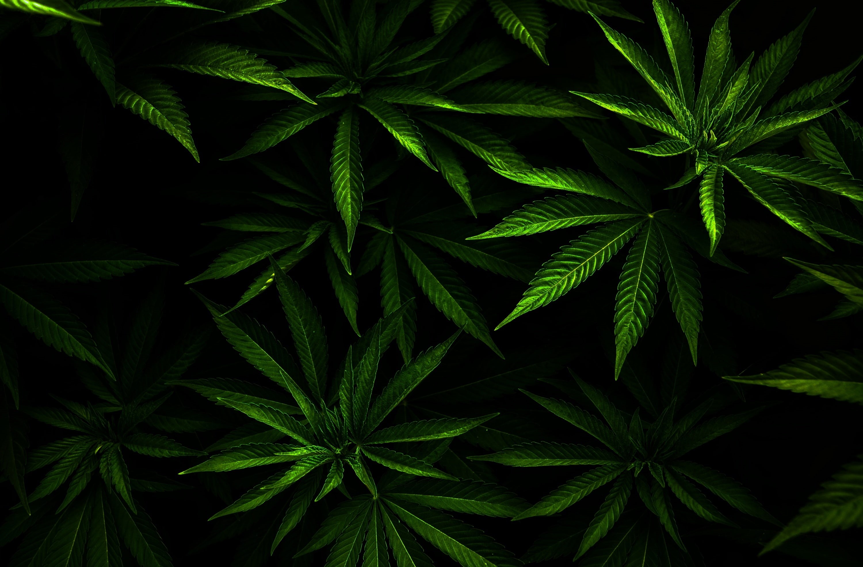 no people, freshness, nature, growth, plant part, food, Fresh, green color, backgrounds, cannabis plant, leafed, alternative medicine, herb, plants, beauty in nature, HD Wallpaper