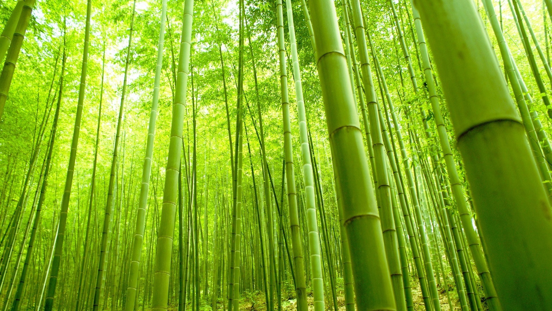 forest, bamboo, 1080P, bamboo forest, green, fresh, nature, HD Wallpaper