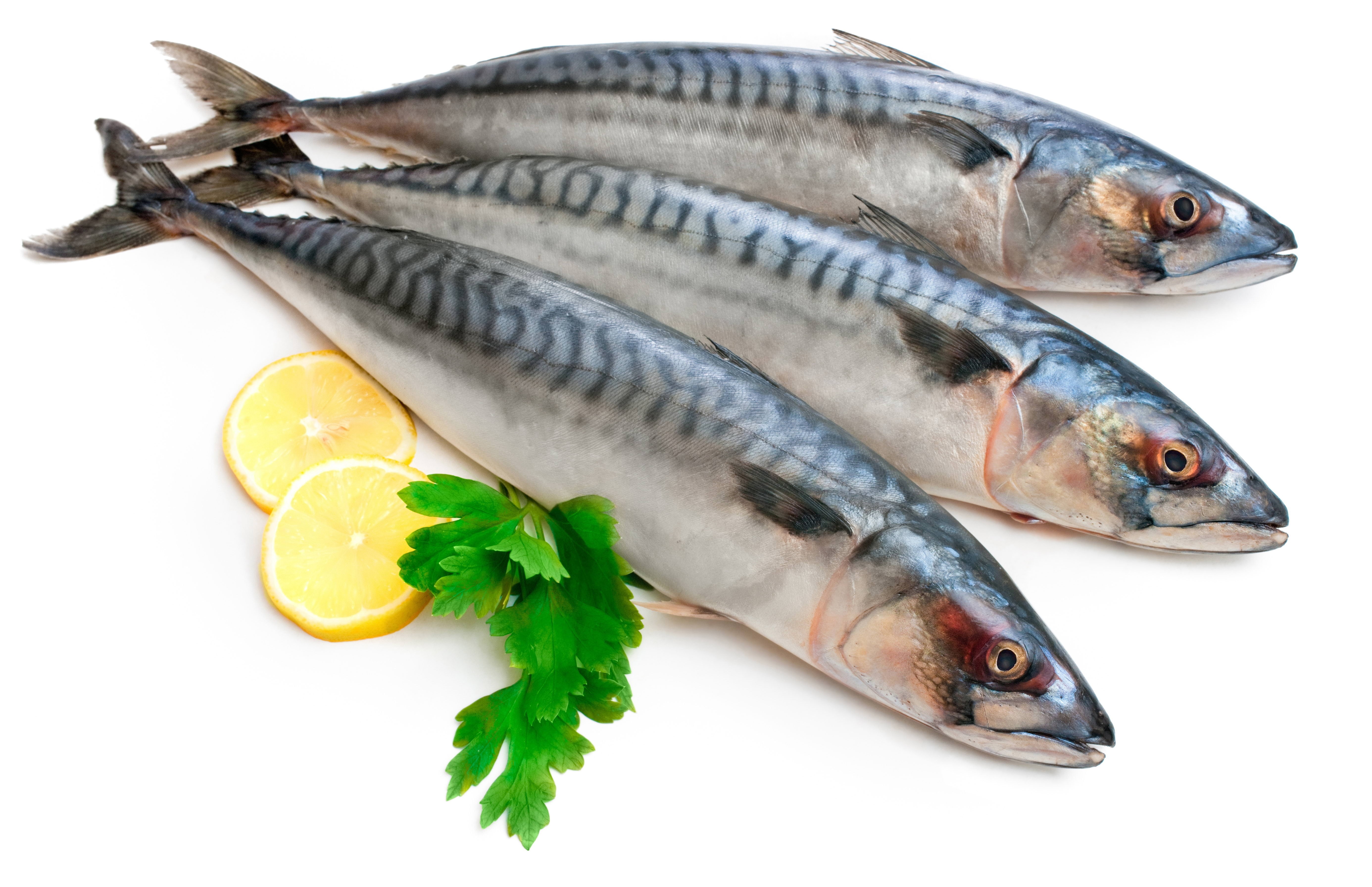 refreshment, food And Drink, mackerel, dieting, white Background, animal, red, plant part, isolated, wellbeing, dinner, lemon, cooking, parsley, gourmet, HD Wallpaper