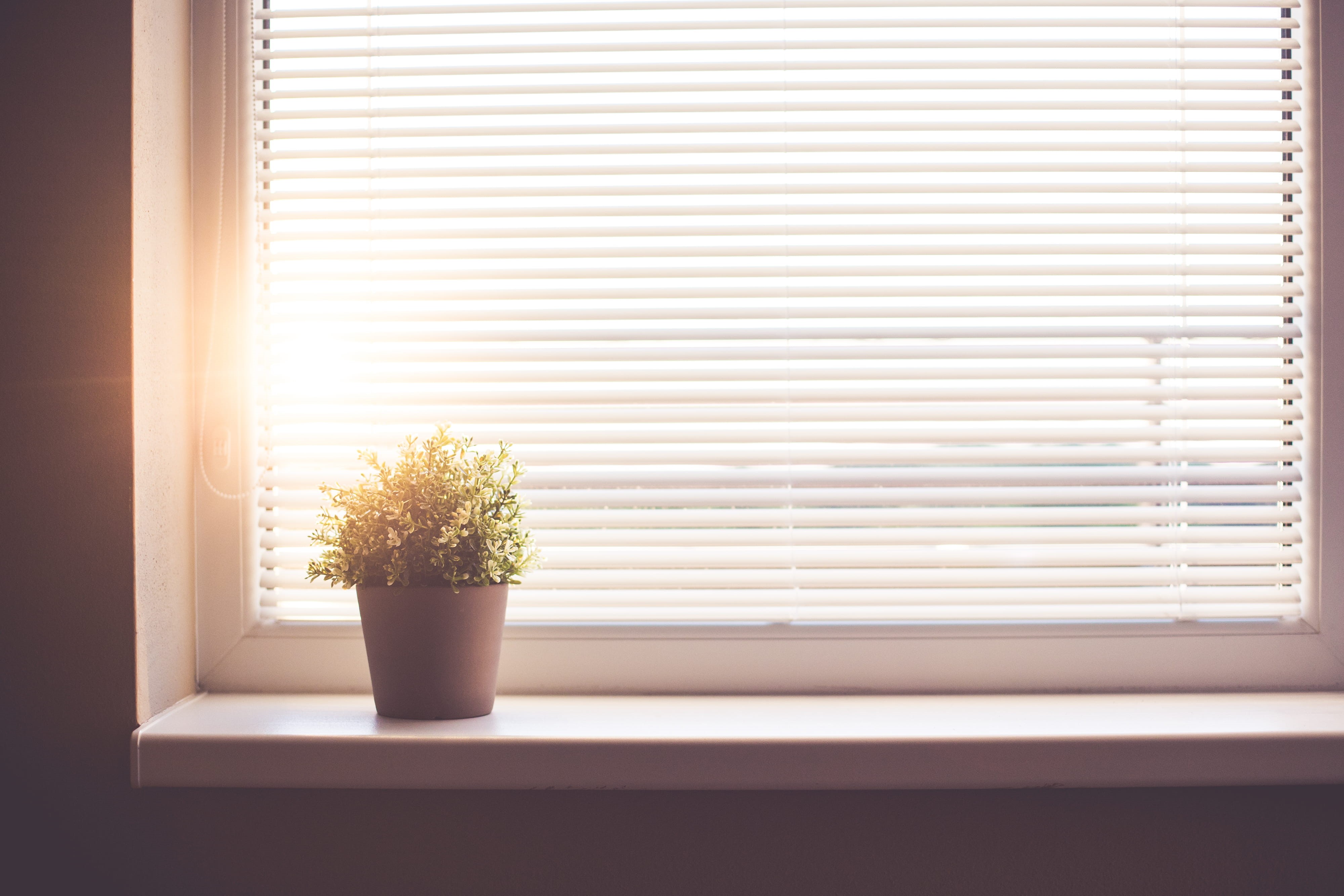 sun, clean, house, potted plant, day, sunlights, close-up, Window, Shining Through, green, growth, no People, sunlight, window frame, minimalistic, minimalism, HD Wallpaper