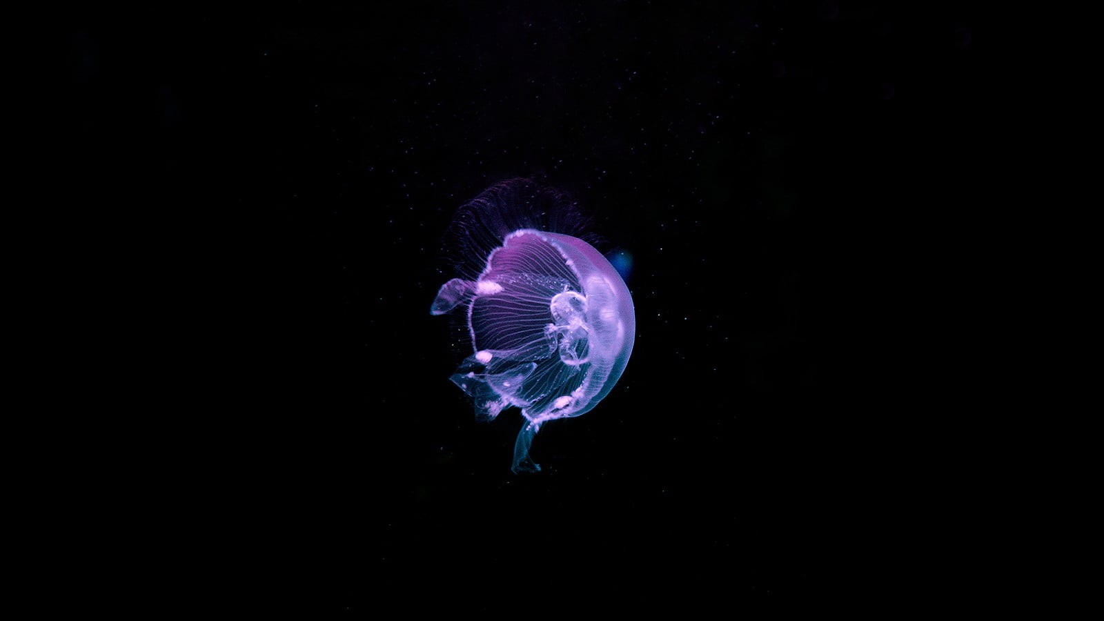 aquarium, 720P, sea life, vertebrate, one animal, sea, animals, dark, deep sea, animals in captivity, tank, marine, purple, animals in the wild, invertebrate, HD Wallpaper