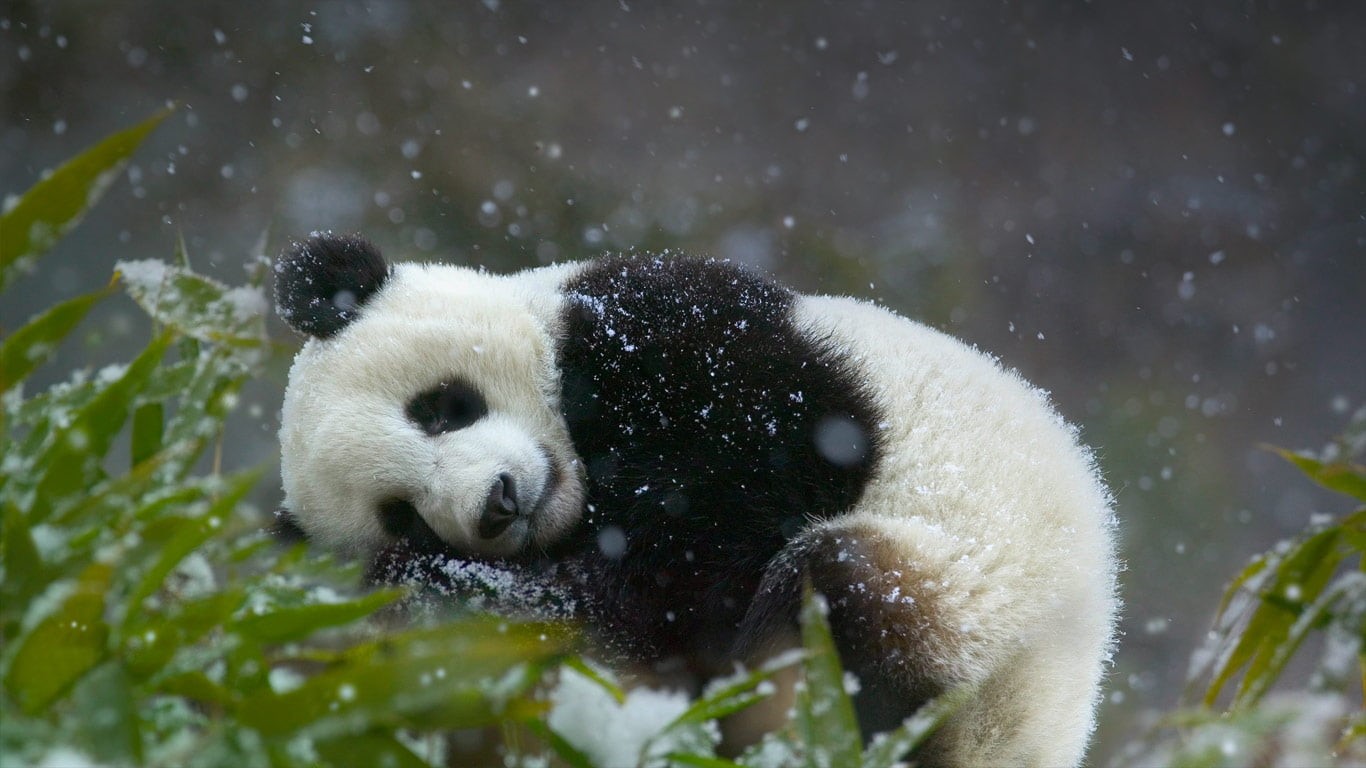 snowing, close-up, white, giant panda, plants, bamboo - plant, wildlife, winter, green, animals In The Wild, animal themes, snow, panda - Animal, day, endangered Species, HD Wallpaper
