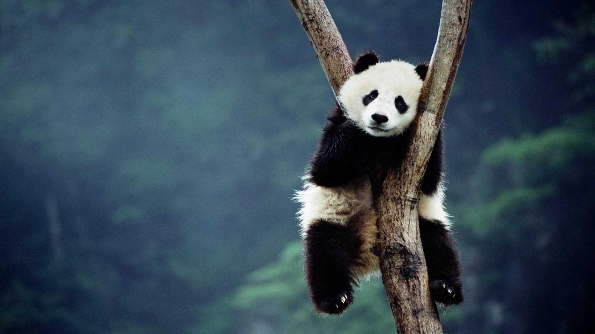 ape, 1080P, giant panda, lesser panda, gibbon, animals, mammal, HD Wallpaper