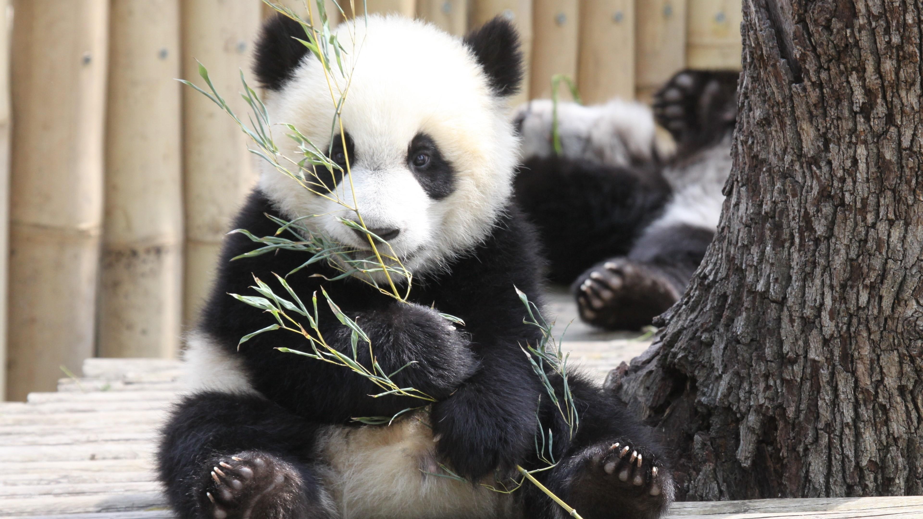 madrid zoo aquarium, 4K, fauna, panda, giant panda, bear, eat, fur, baby, HD Wallpaper