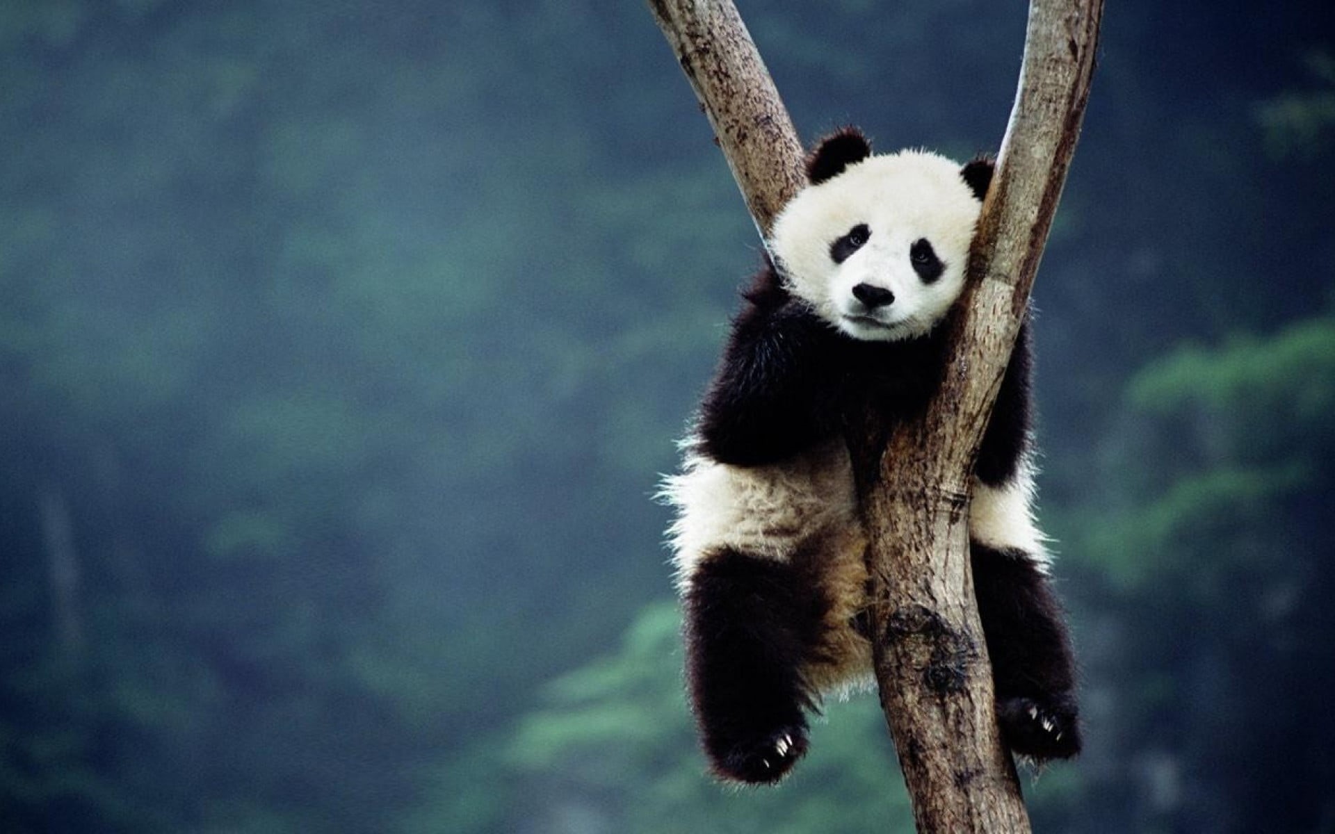 bamboo - plant, vertebrate, no people, tree, nature, animal, focus on foreground, one animal, depth of field, animal wildlife, animals in the wild, branch, HD Wallpaper