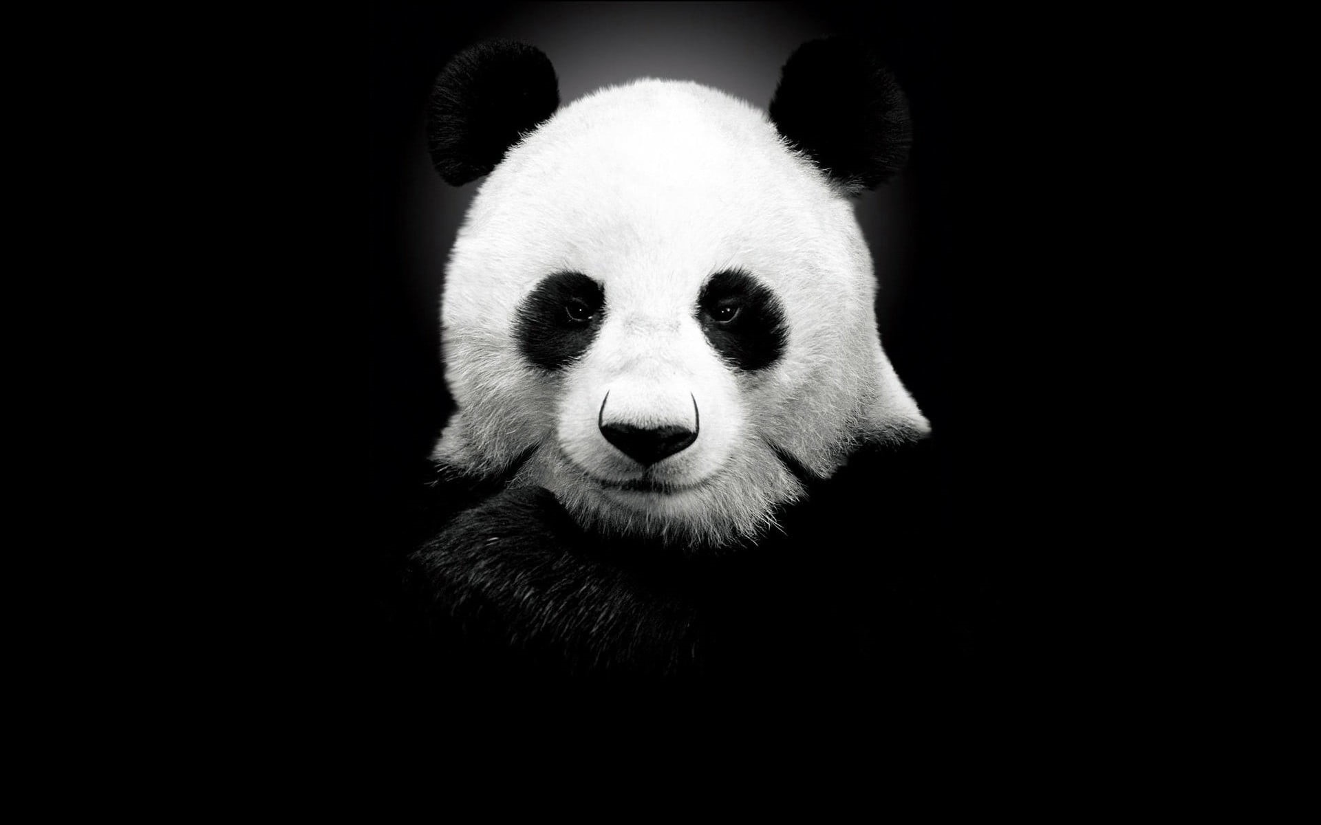 portrait, indoors, white, endangered species, animal head, mammal, close-up, animal themes, herbivorous, panda - animal, looking at camera, copy space, HD Wallpaper