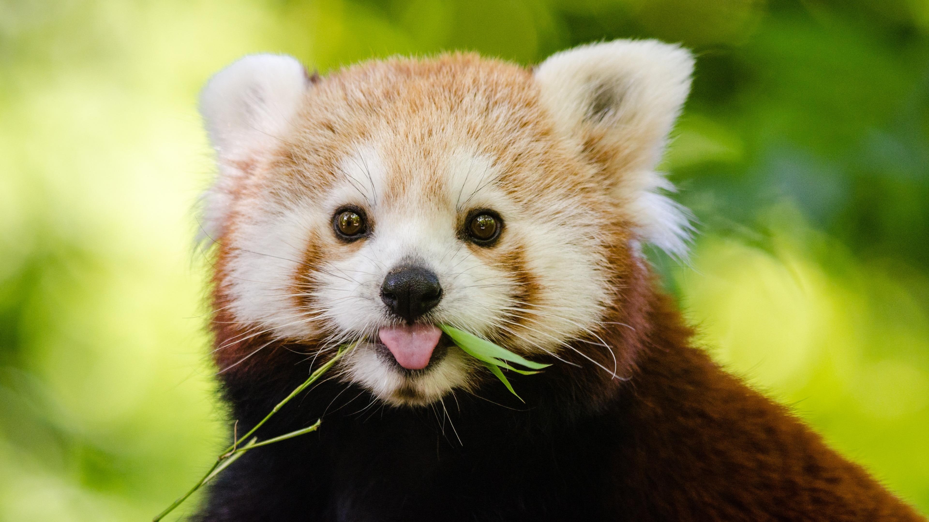 4K, mammal, adorable, fur, close up, wildlife, red panda, cute, bamboo eater, lesser panda, whiskers, HD Wallpaper