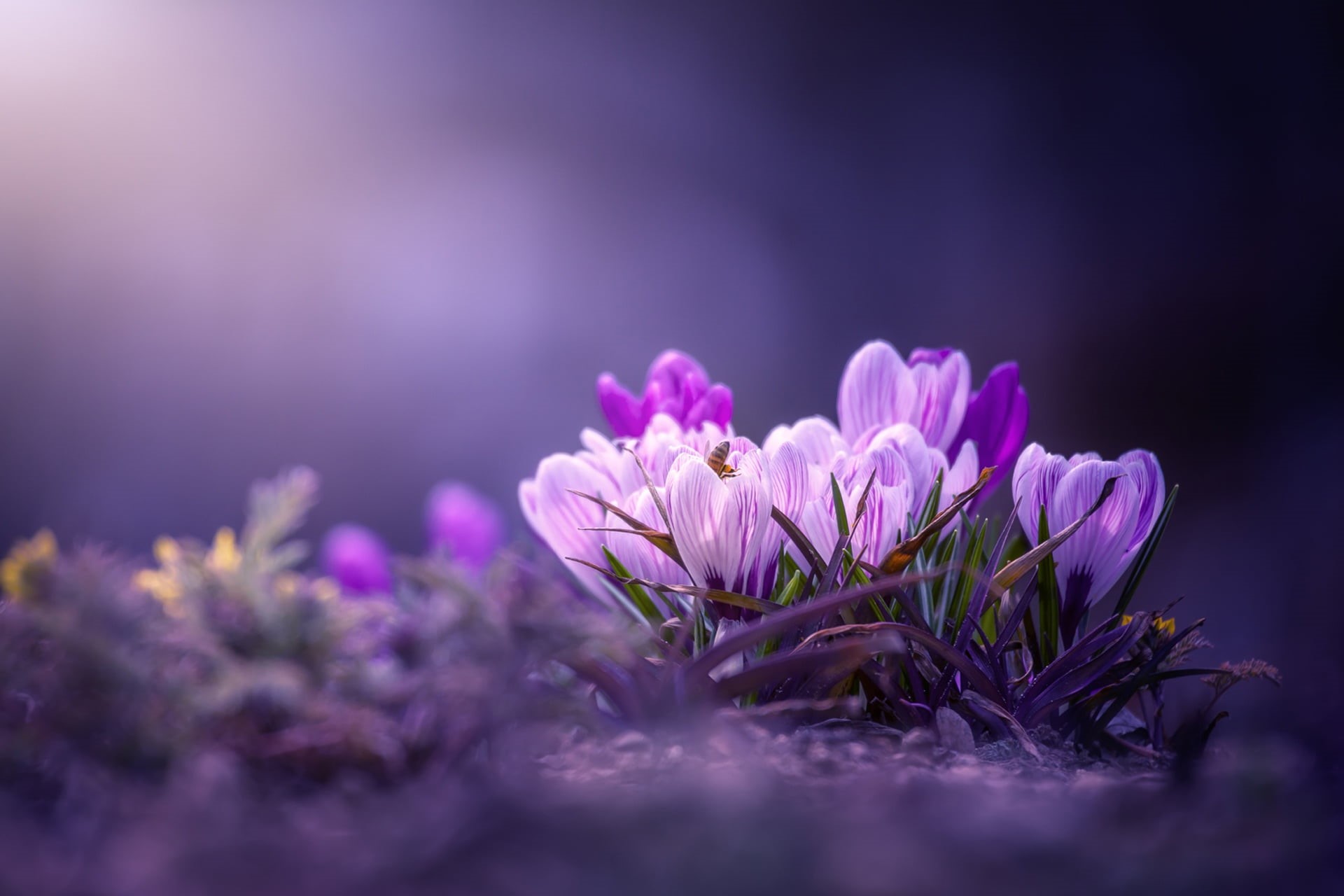 spring, saffron, crocuses, bokeh, macro, background, 1080P, HD Wallpaper