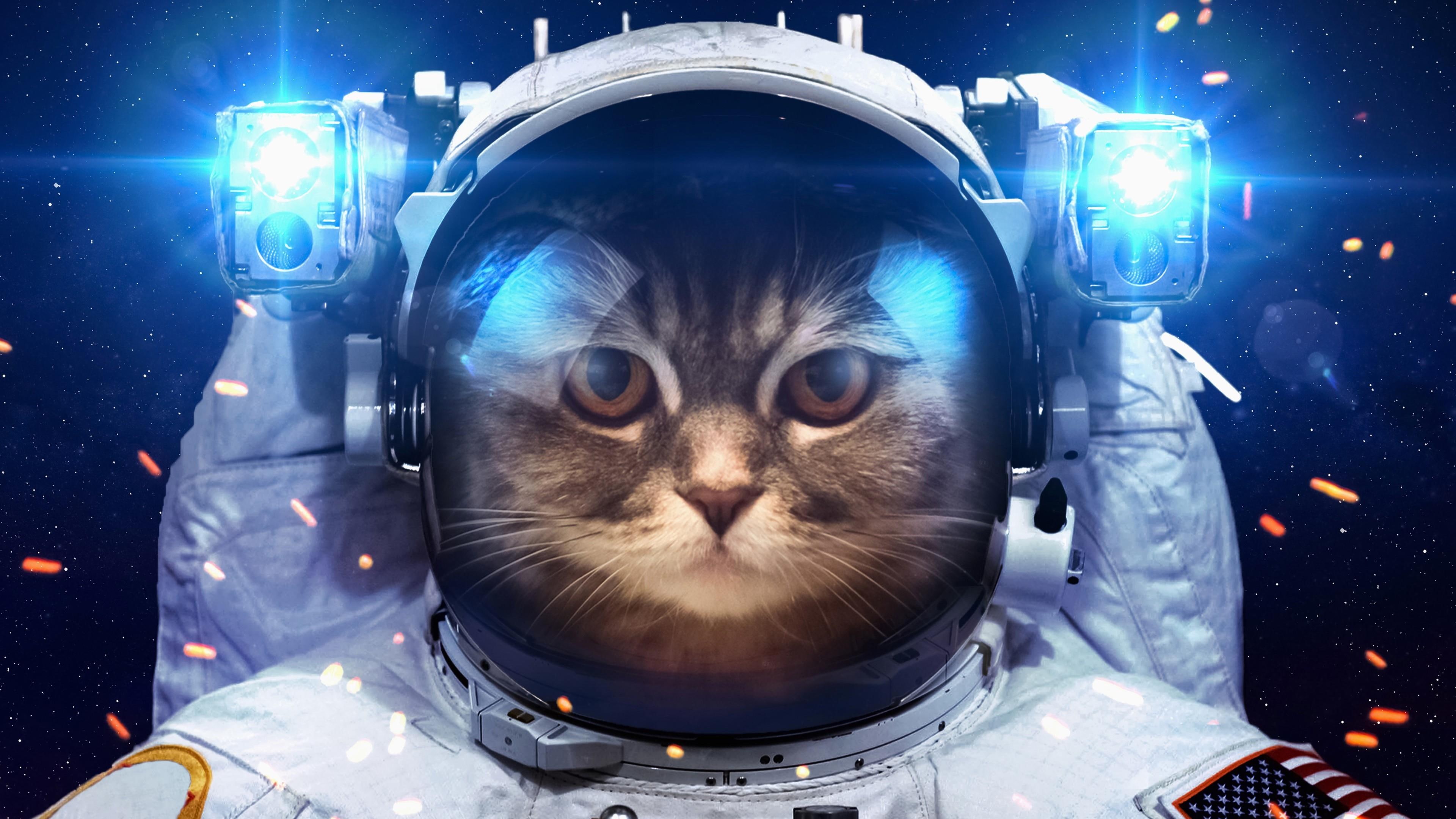 space, spacesuit, 4K, light, cat, funny, HD Wallpaper