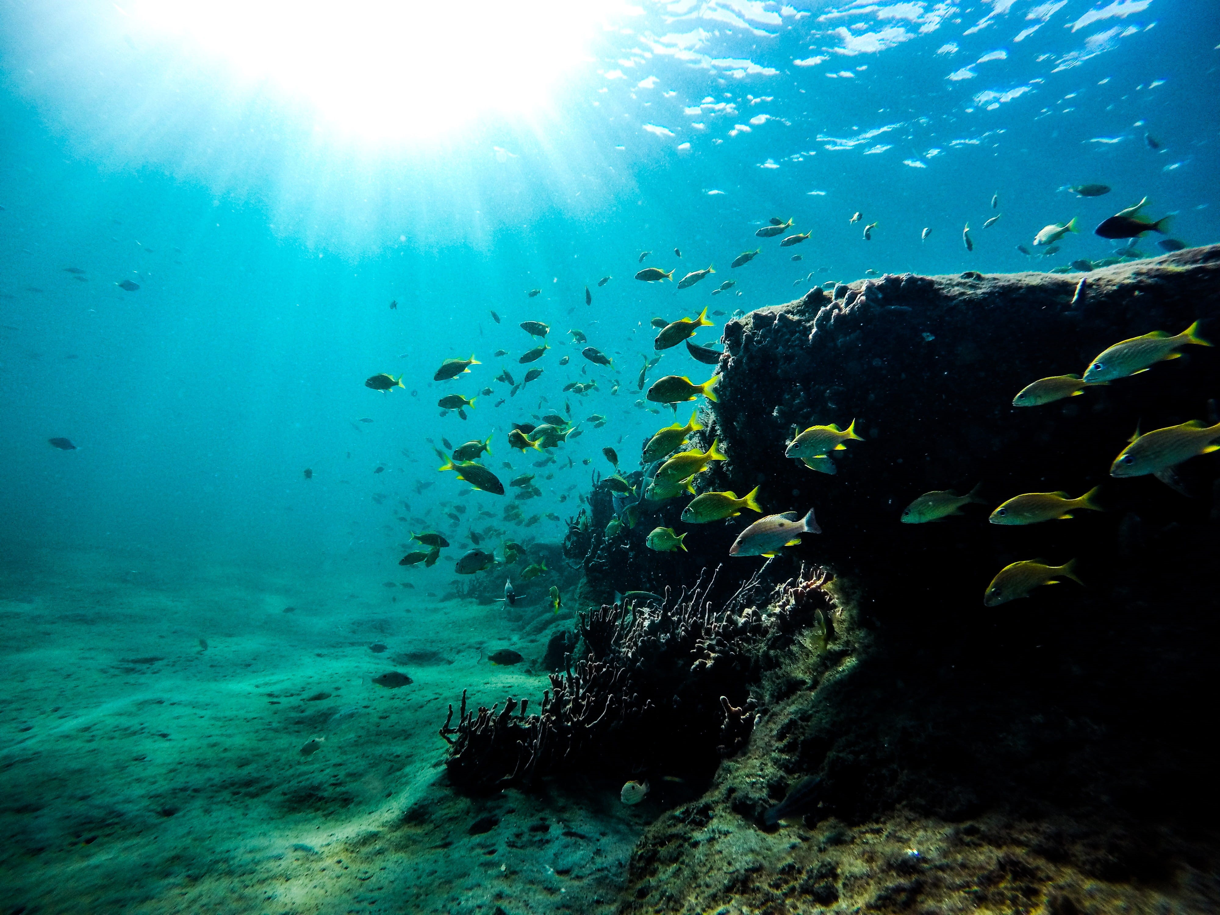 undersea, snorkel, outdoors, vertebrate, underwater Diving, blue, aquatic, no people, sea Life, photo, fish, deep, fishes, sea, animals in the wild, sunlight, HD Wallpaper