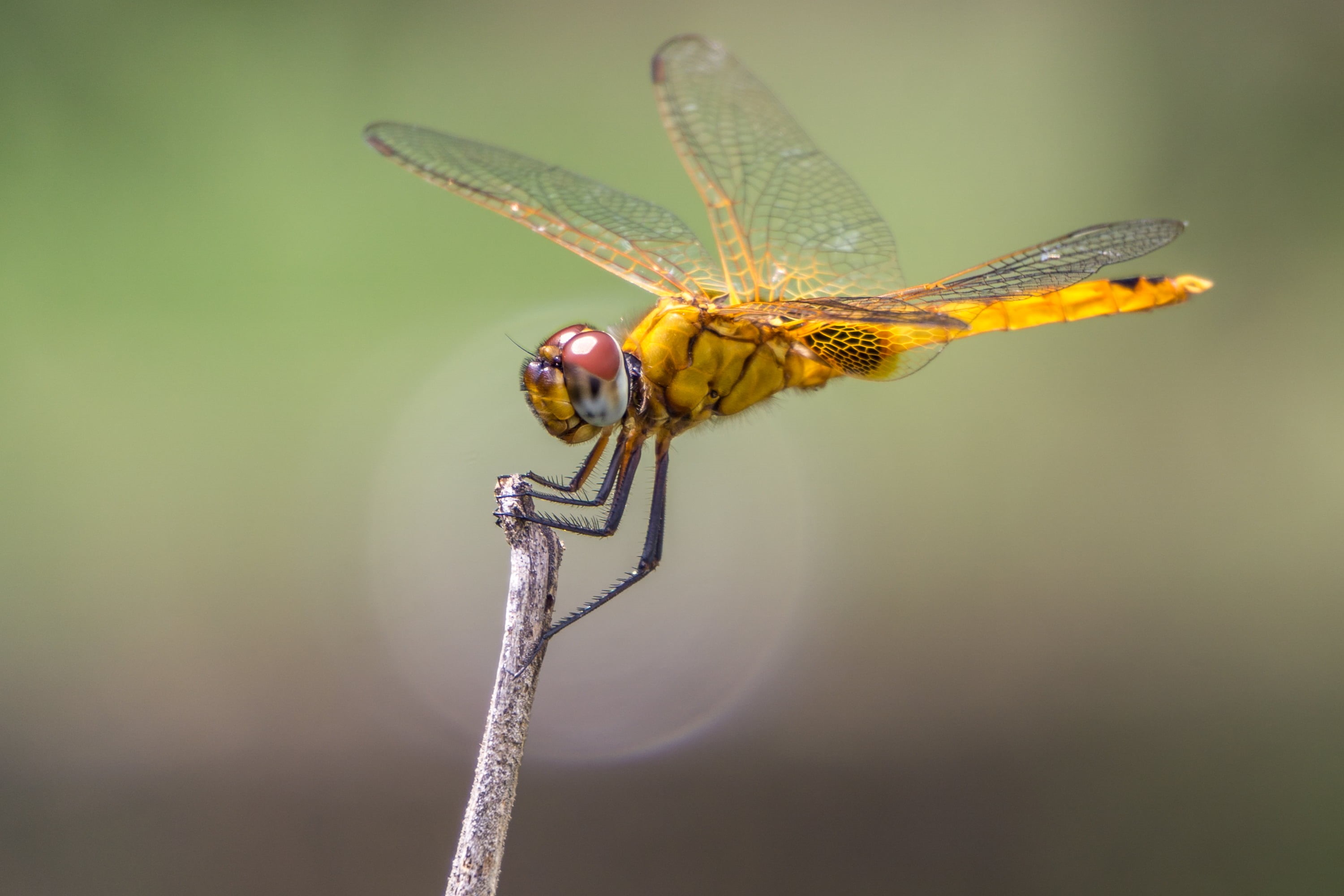 animal planet, Extension Tube, bokeh, nature, close-up, yellow, 2K, Dragonfly, sel55210, Sony A6000, animal, focus, wildlife, Insect, macro, 10mm, animal Wing, HD Wallpaper