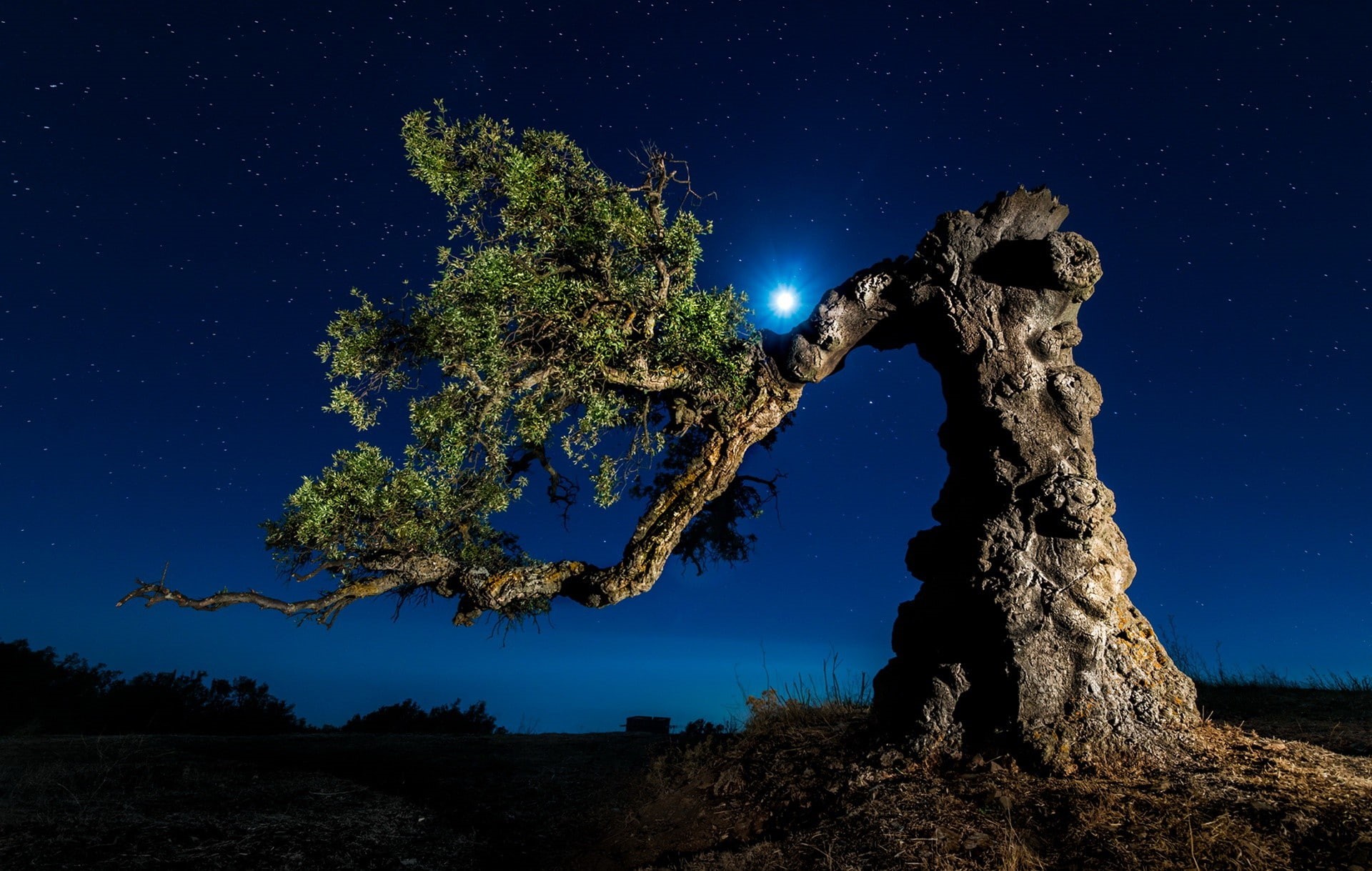 sky, blue, land, moon, tranquility, beauty in nature, trunk, scenics - nature, moon rays, astronomy, landscape, no people, trees, nature, star - space, HD Wallpaper