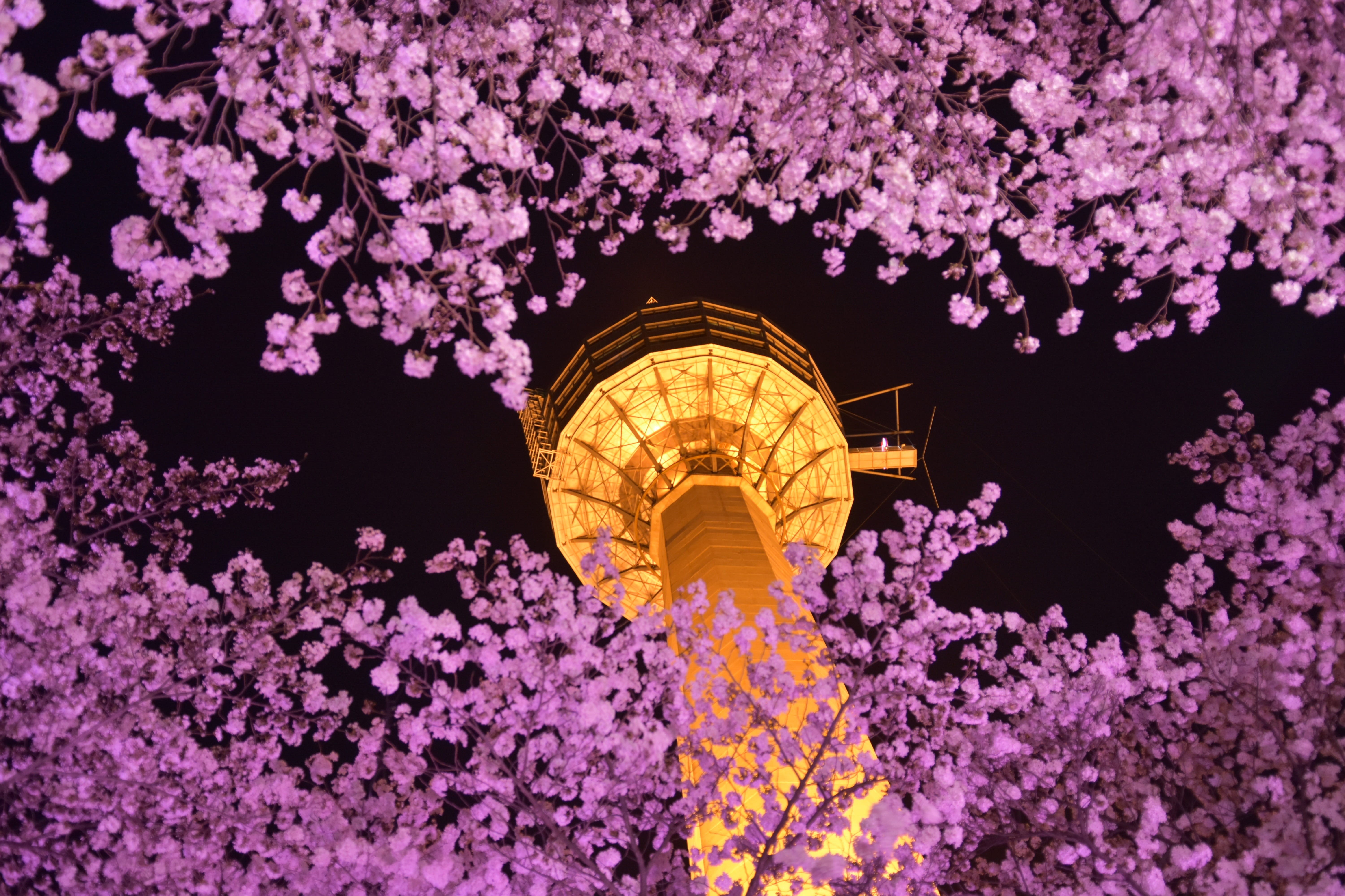 built structure, springtime, flowering plant, cherry tree, nature, daegu, beauty in nature, growth, nightview, pink color, purple, tree, night, plant, 5K, HD Wallpaper