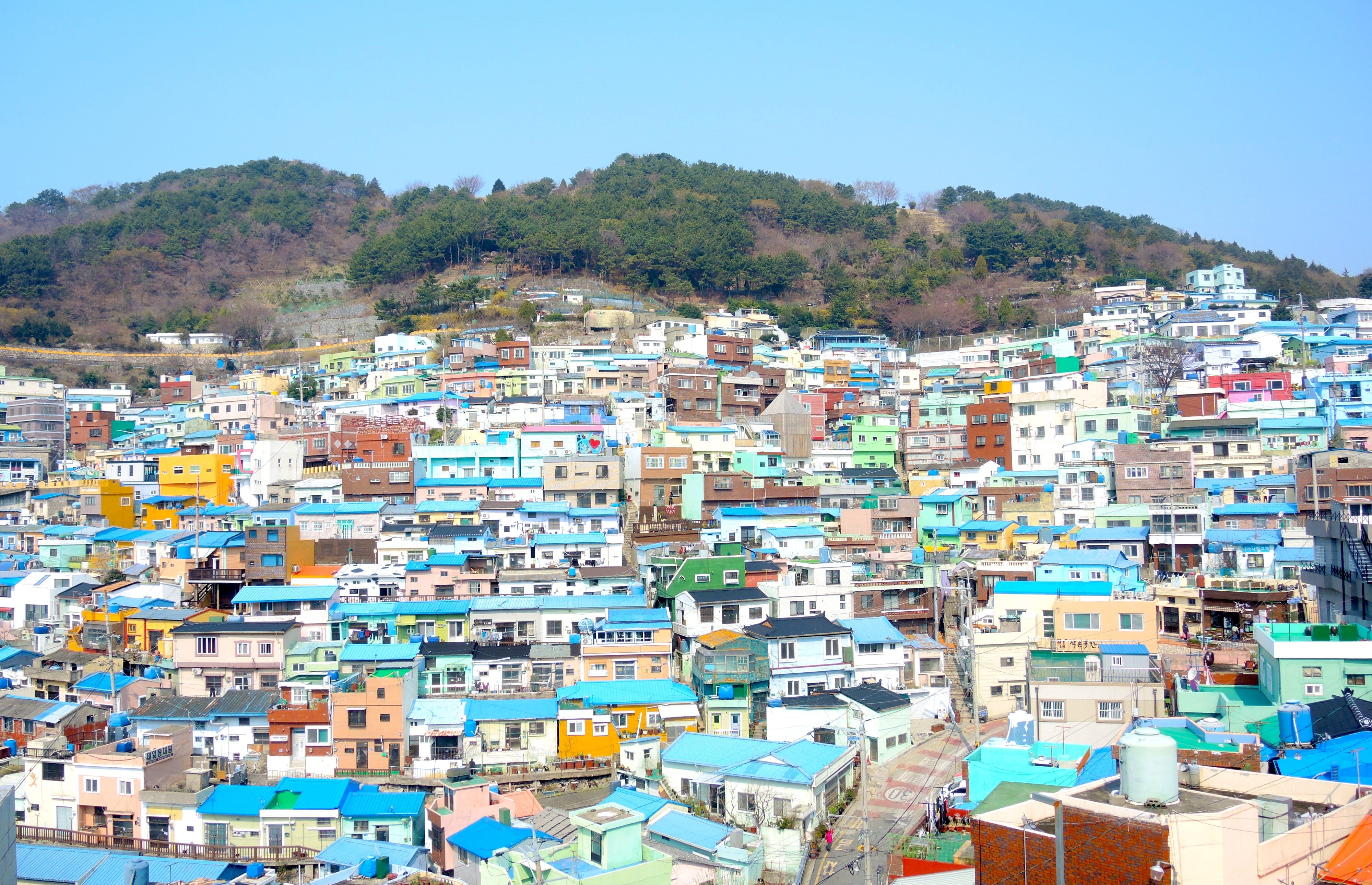 mountain, nature, tree, construction, cityscape, crowd, settlement, building exterior, building, busan, day, outdoors, townscape, city, residential district, HD Wallpaper