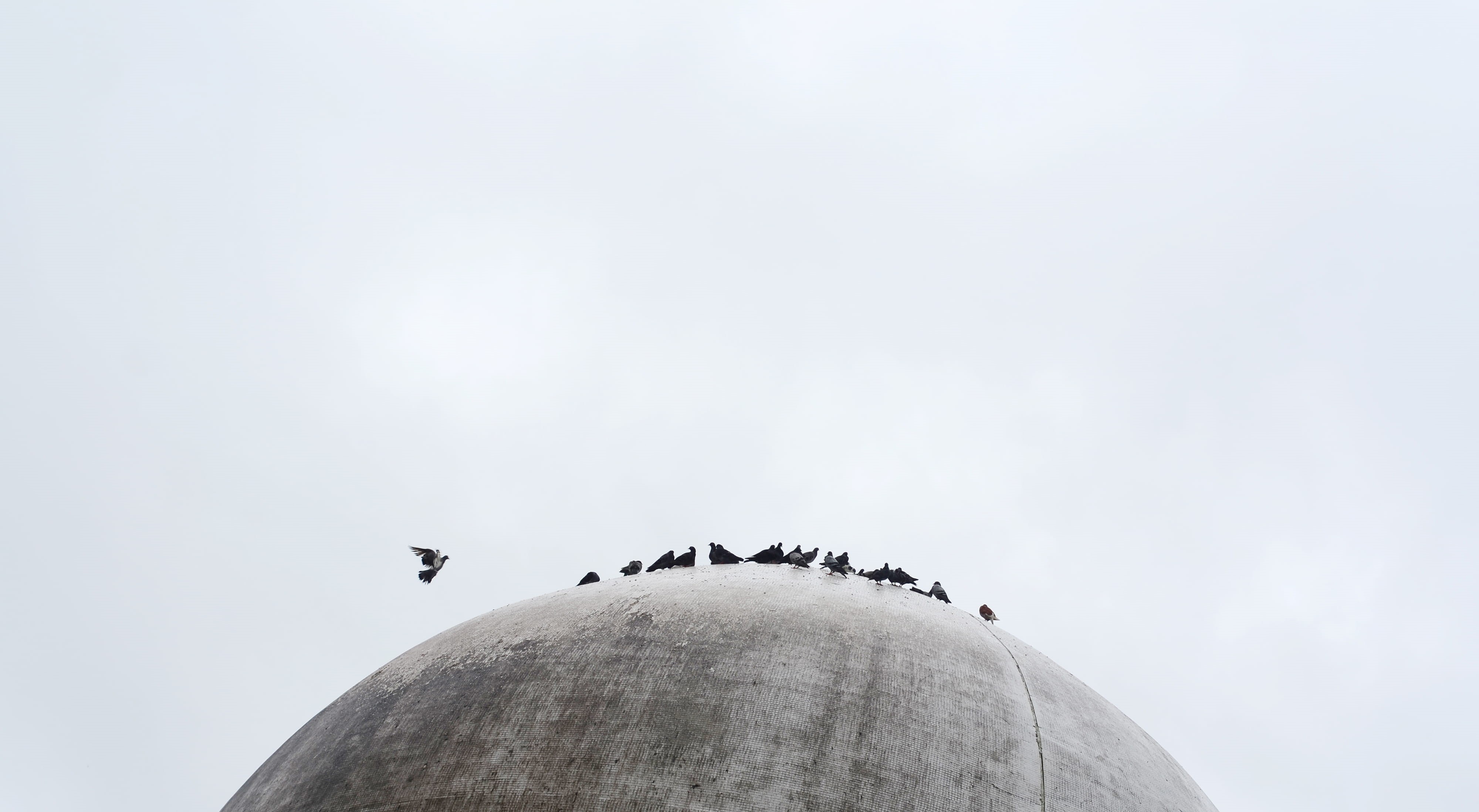 hk, outdoors, hongkong, gathering, animal wildlife, pigeons, flight, hong kong, bird, dome, group of animals, kowloon mosque and islamic centre, clear sky, HD Wallpaper