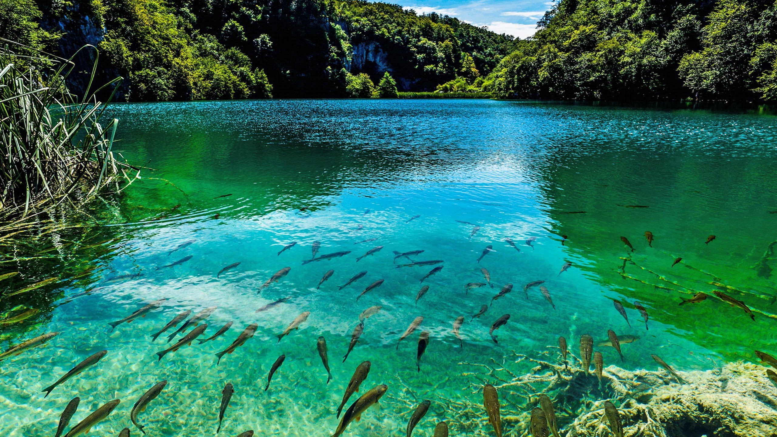 lake, national, croatia, plitvice, 2K, park, beautiful, turquoise, HD Wallpaper