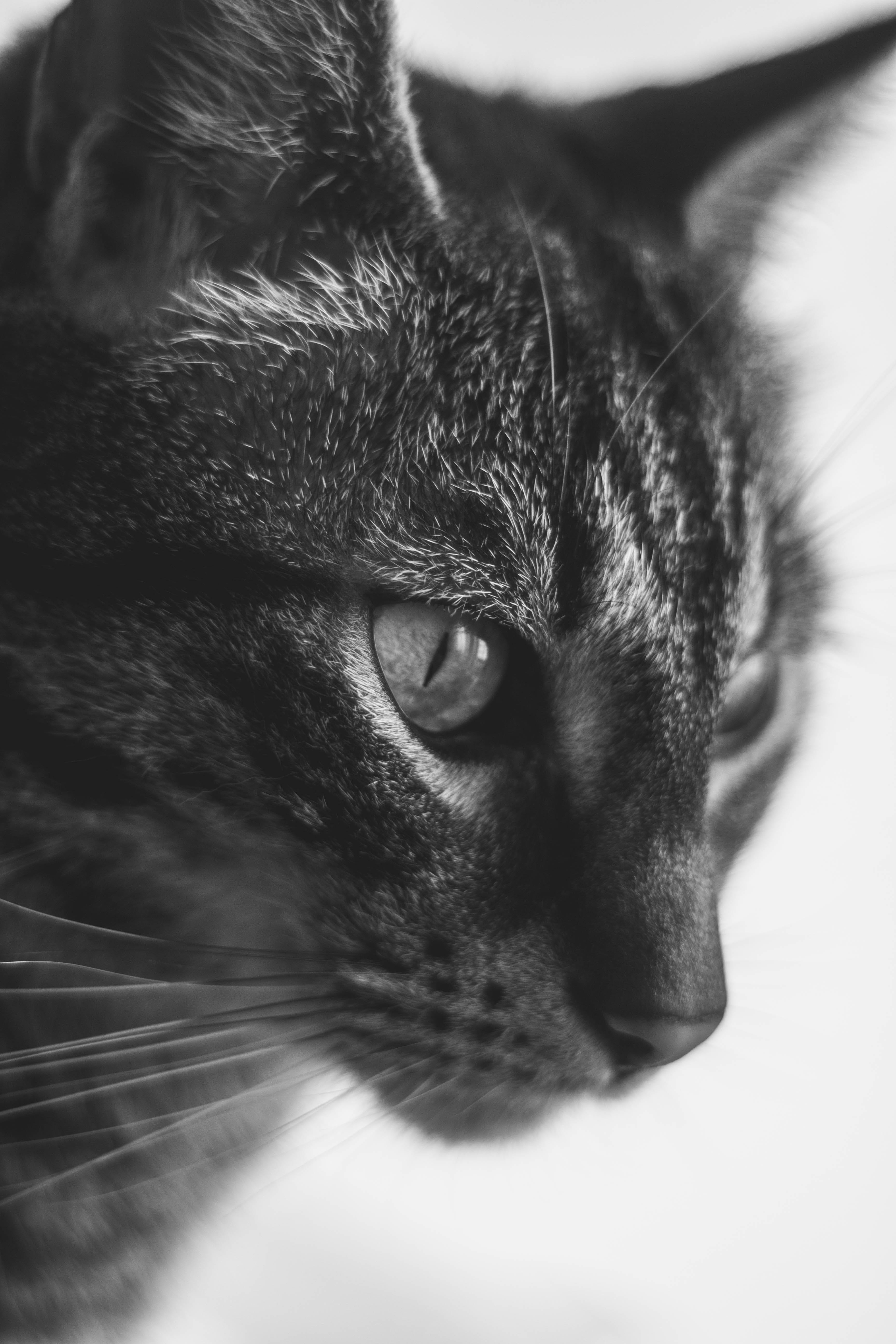 animal body part, relaxation, animal themes, feline, indoors, tabby, snout, mammal, domestic, animal, portrait, no people, catter, cat, 5K, pet, animal eye, Phone HD Wallpaper