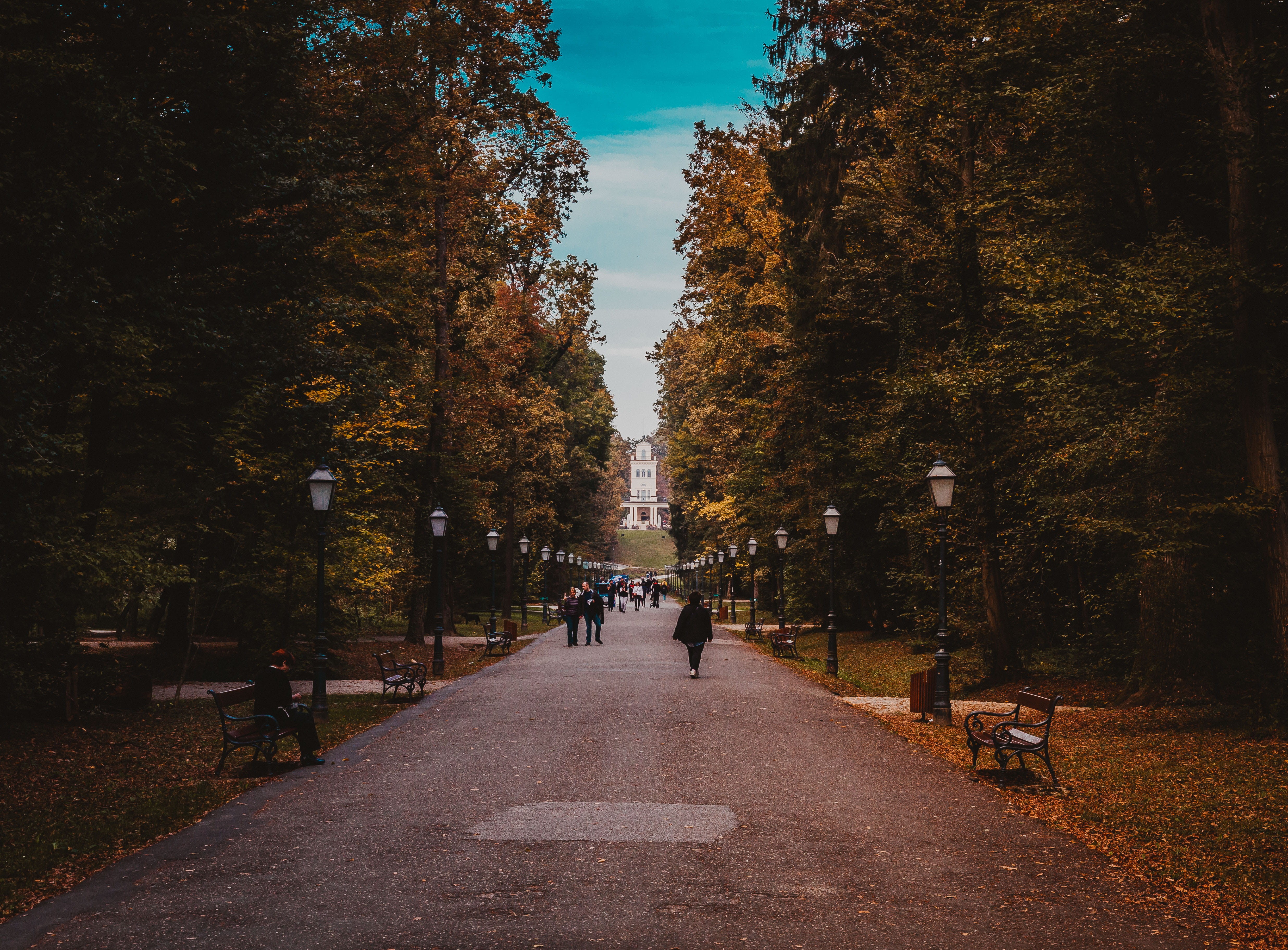 autumn, real people, croatia, walking, treelined, maksimir, zagreb, diminishing perspective, transportation, the way forward, growth, change, incidental people, HD Wallpaper