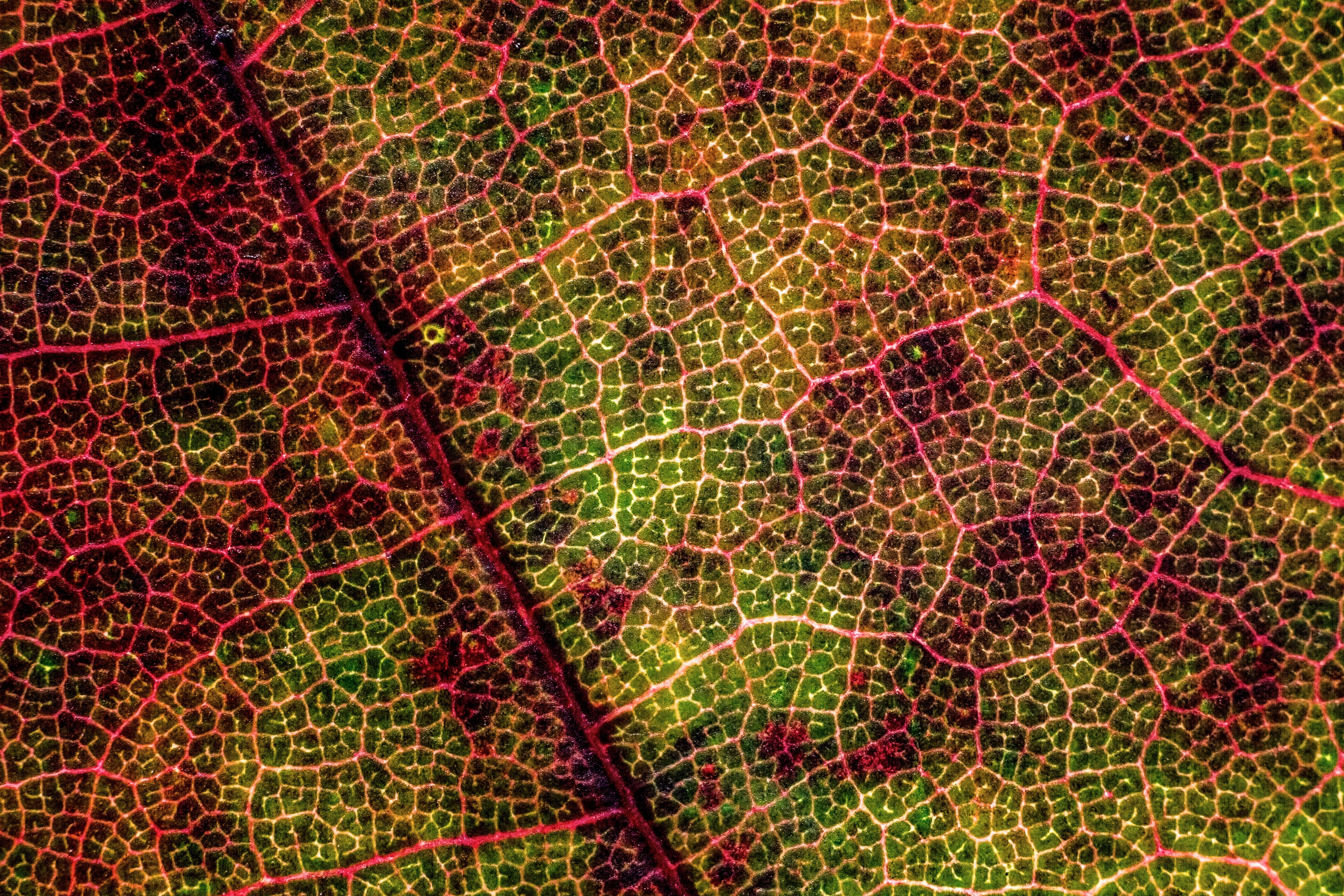 no people, close-up, plant part, plant, backgrounds, magnification, texture, micro texture, zagreb, 5K, closeup, leaf texture, nature, leaf vein, abstract, HD Wallpaper