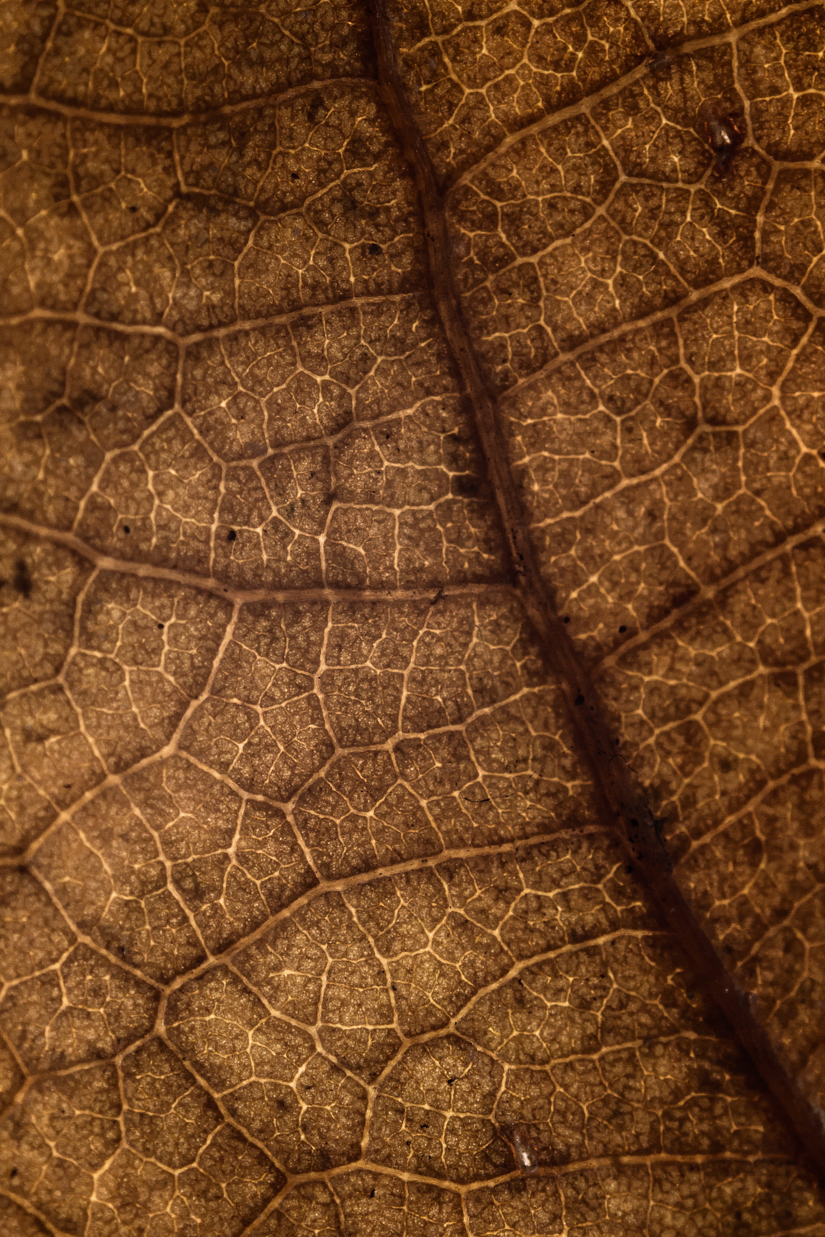backgrounds, extreme close-up, natural pattern, leaf texture, pattern, fall, micro texture, croatia, plant, animal, zagreb, texture, leather, nature, textured, Phone HD Wallpaper