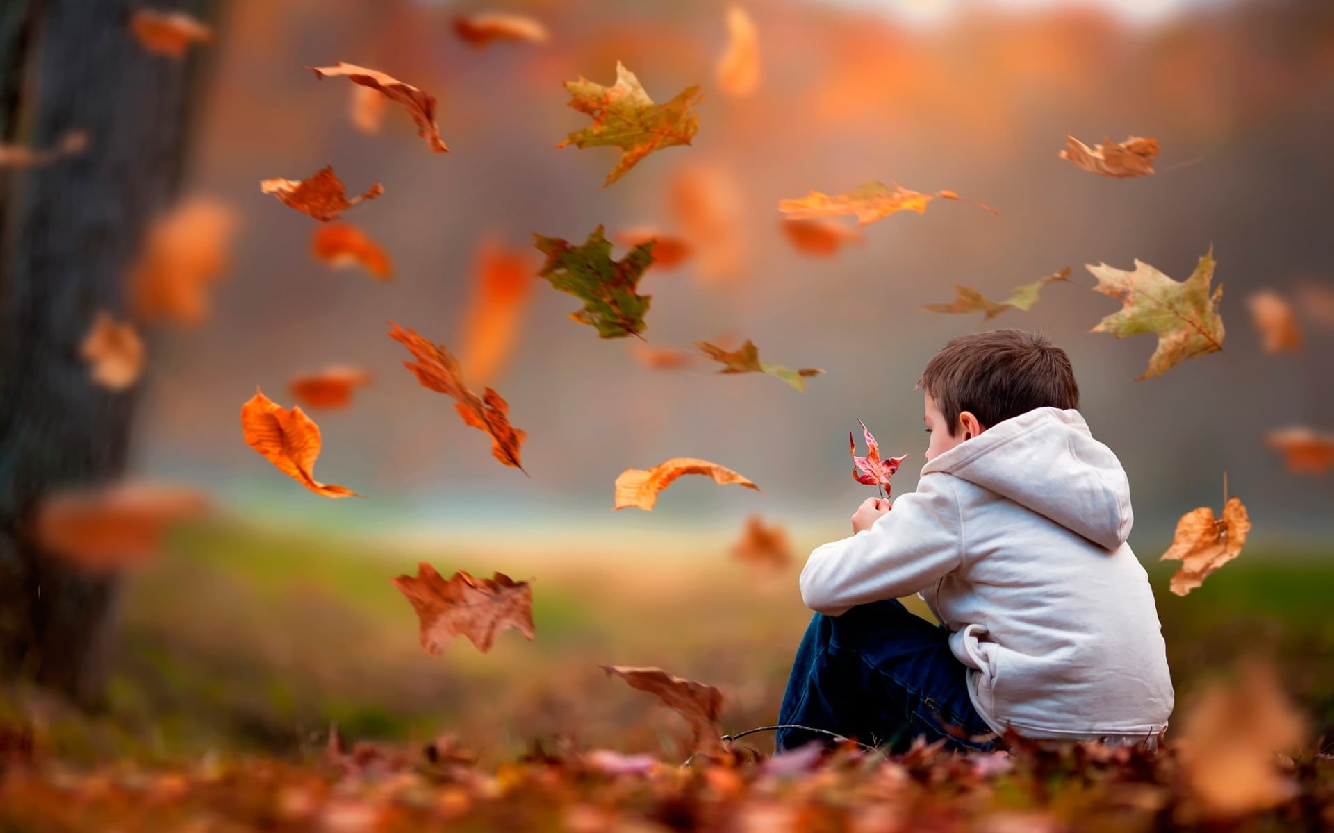 sitting, autumn, 1080P, hairstyle, real people, plant part, casual clothing, leaves, childhood, leisure activity, Baby, males, cute, one person, men, s, HD Wallpaper