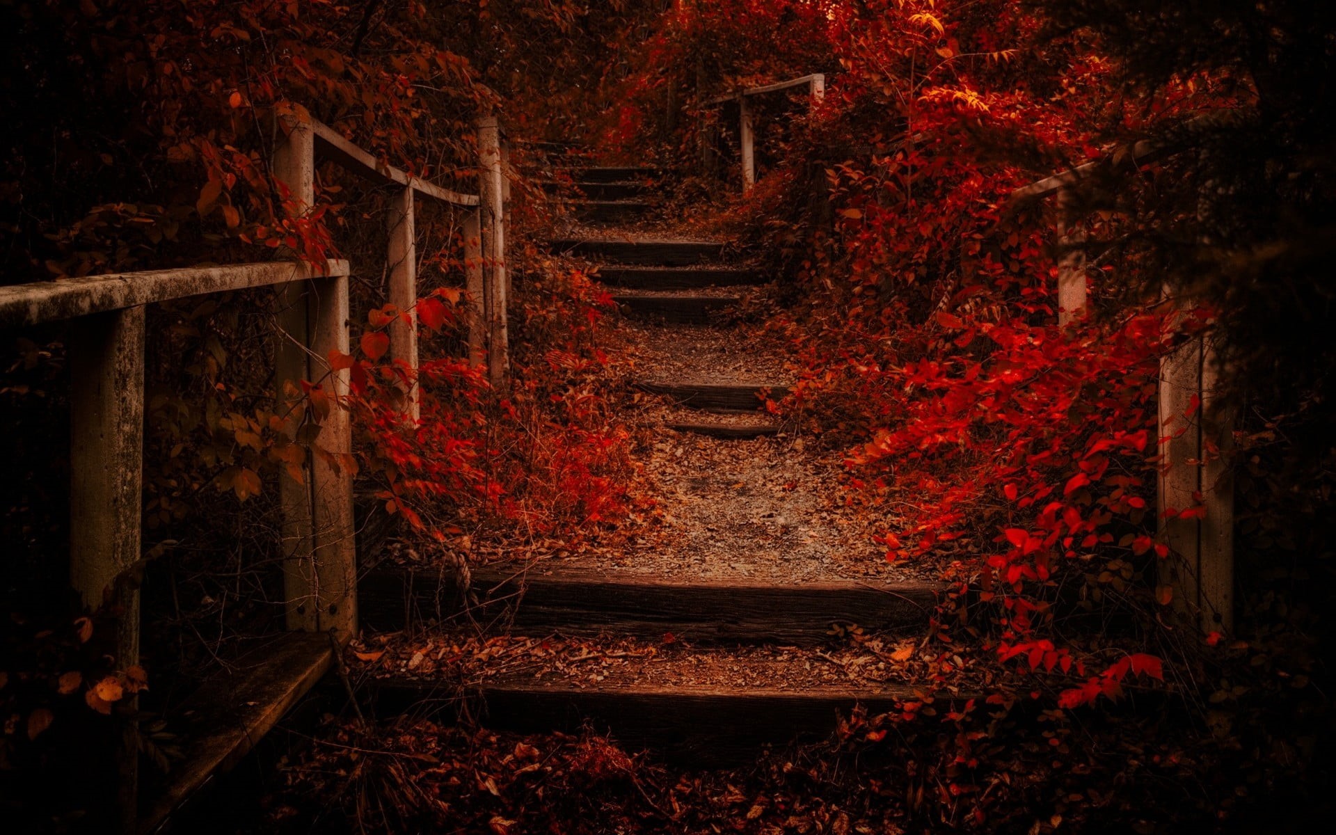 forest, autumn, wood - Material, season, land, stairs, fence, woodland, direction, staircase, nature, plant part, red, the way forward, dark, 1080P, shrubs, HD Wallpaper