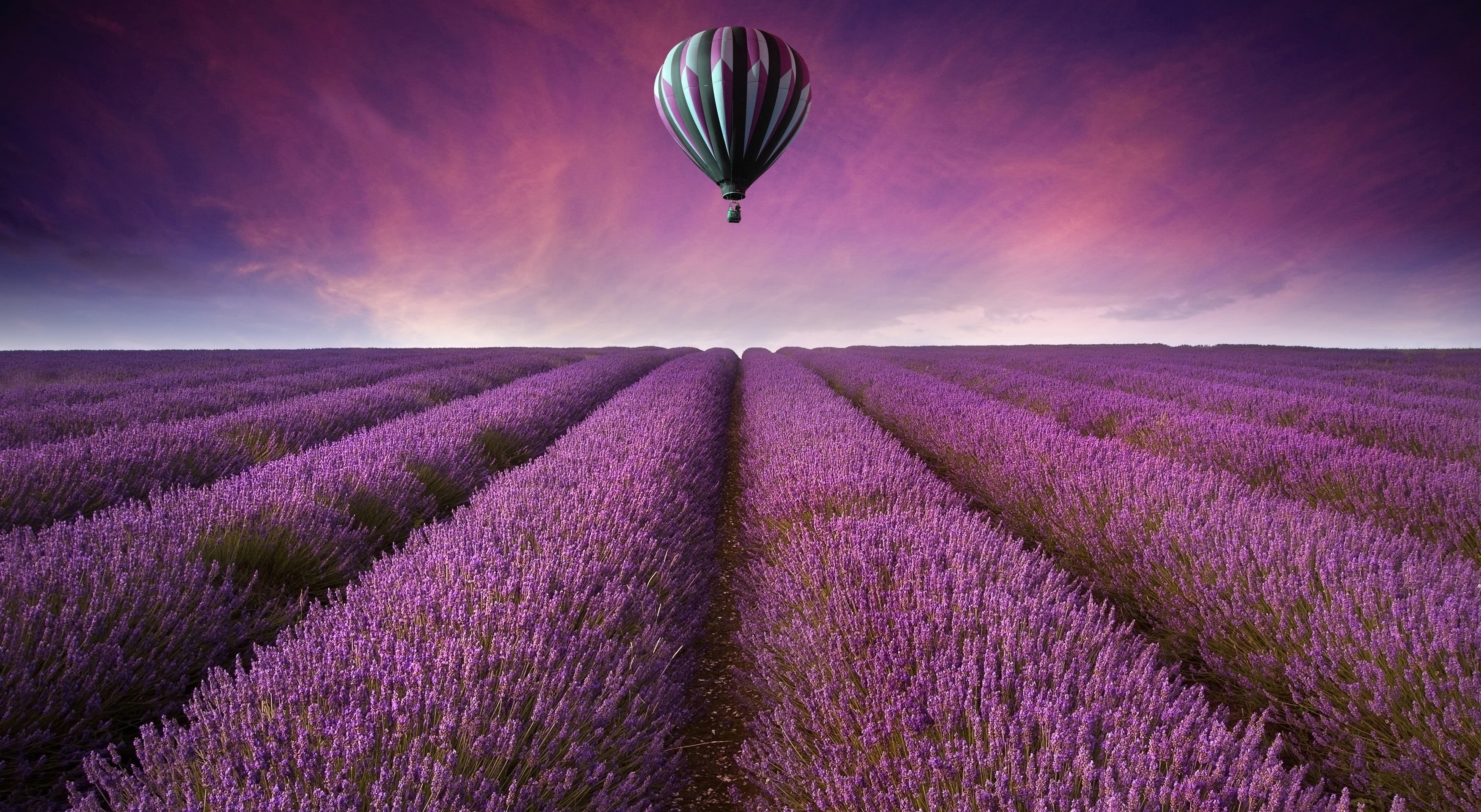 nature, black, outdoors, agriculture, hot air balloons, beauty in nature, 2K, sky, lavender, growth, plant, tranquility, flower, flowering plant, no people, HD Wallpaper