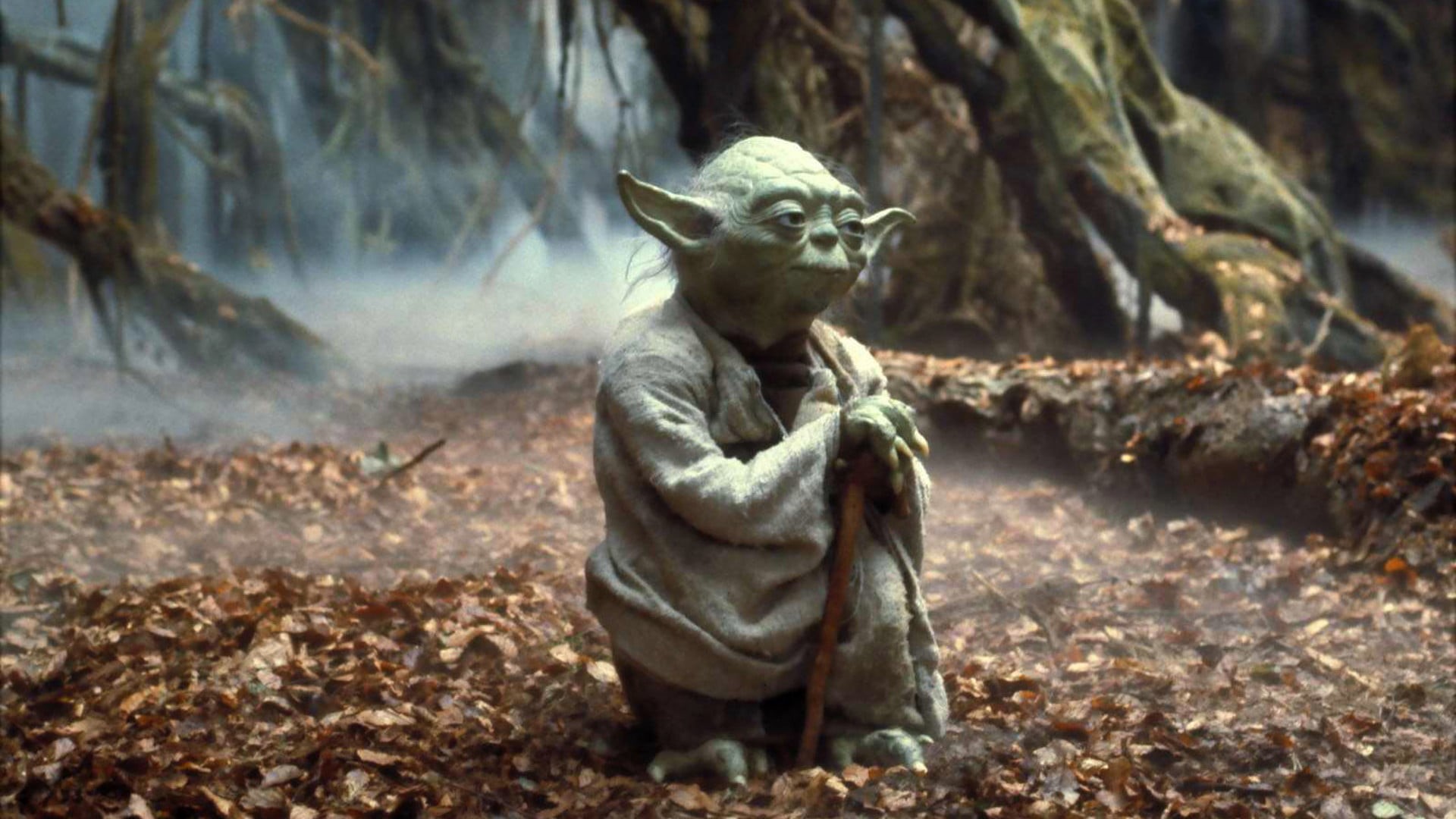 movies, wars, sitting, primate, one animal, 1080P, looking, mammal, day, land, tree, vertebrate, animals in the wild, leaf, rock, Jedi, people, Star Wars, HD Wallpaper