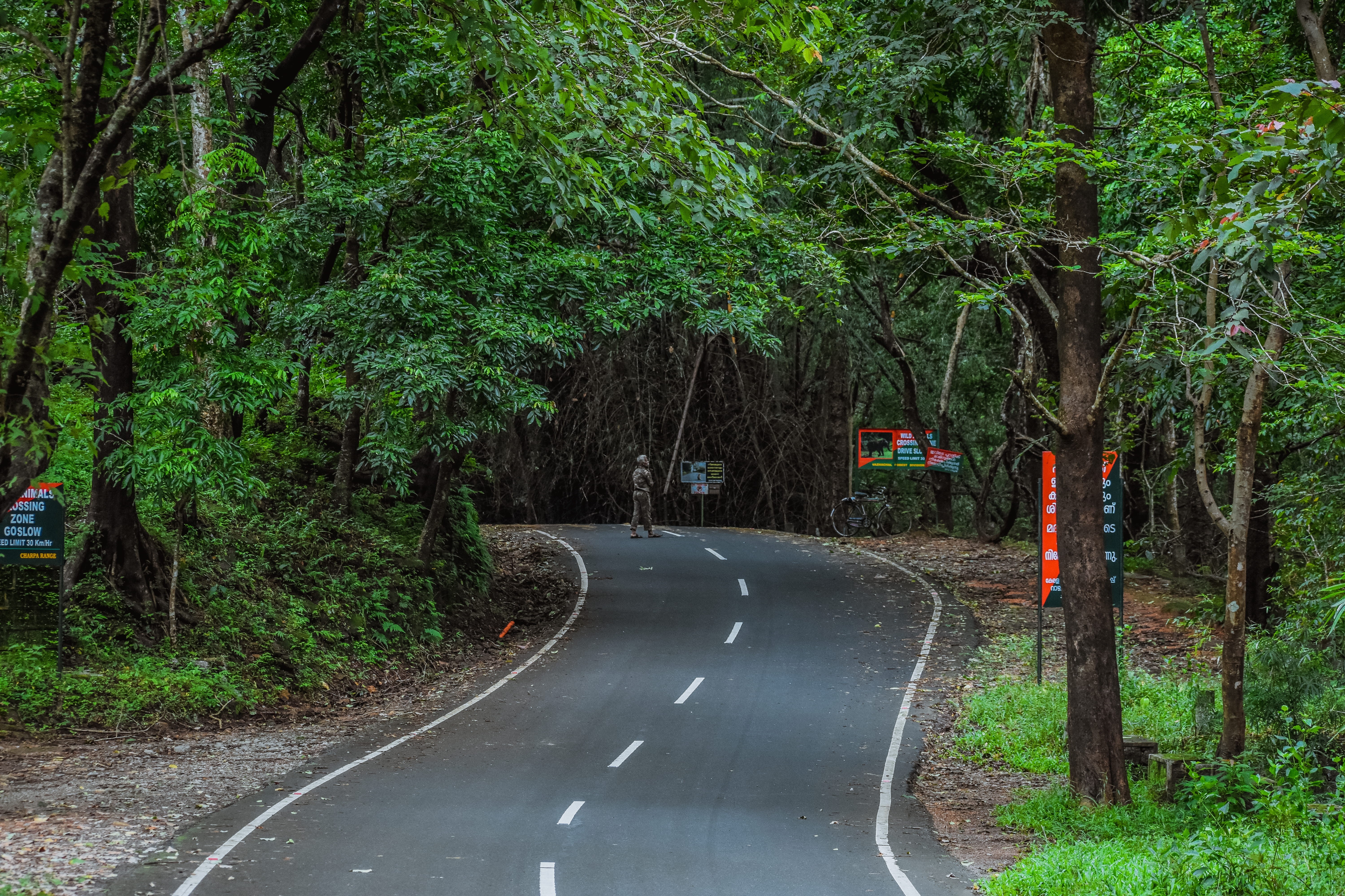 kerala, road marking, tree, no people, road, the way forward, plant, growth, sign, green color, forest, marking, land, land vehicle, outdoors, 5K, transportation, HD Wallpaper