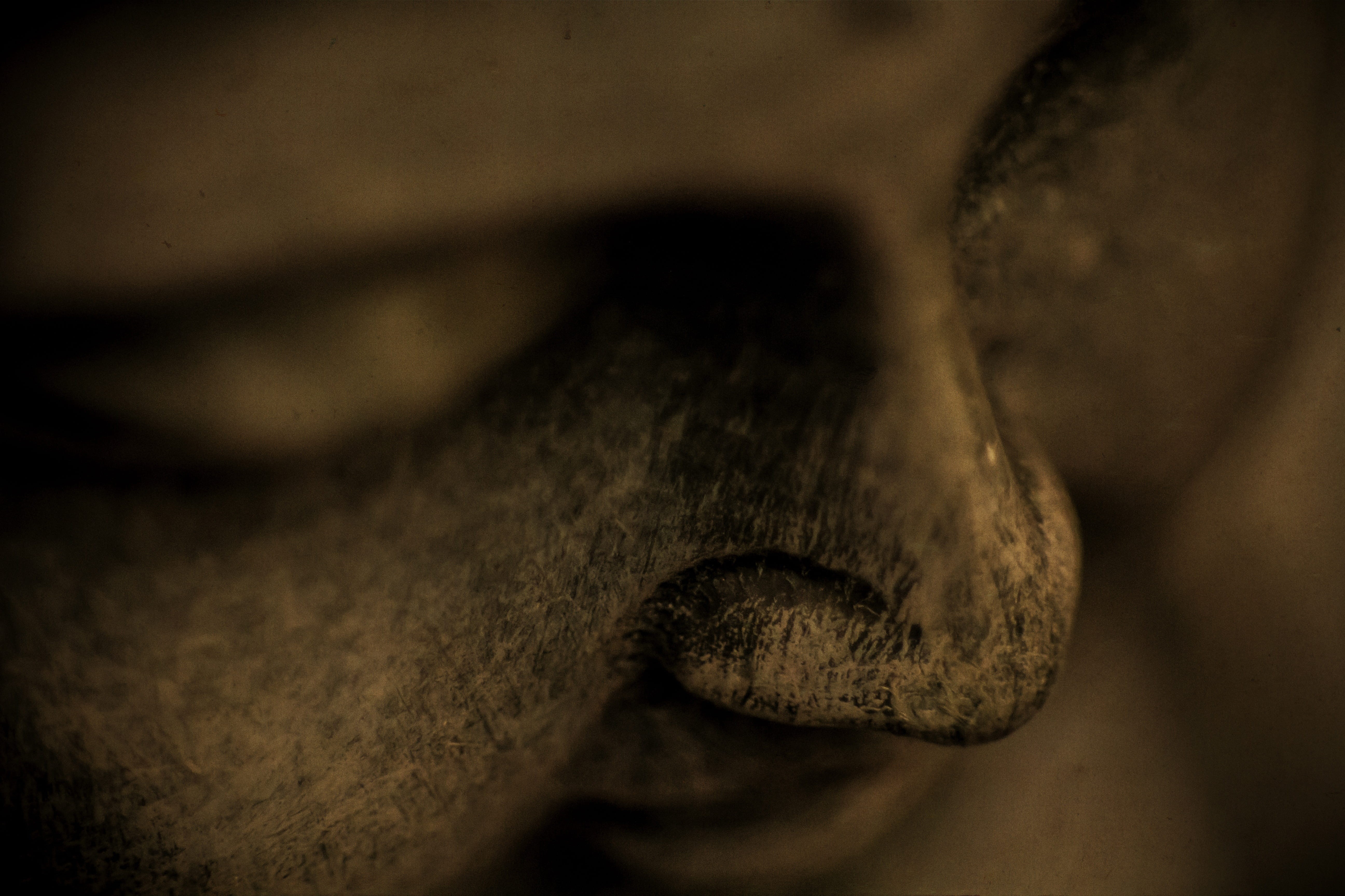 religious, zen, dirty, wood - material, Gautama Buddha, faith, gautama, human Face, human body part, spirituality, close-up, prayer, buddha, religion, spiritual, HD Wallpaper