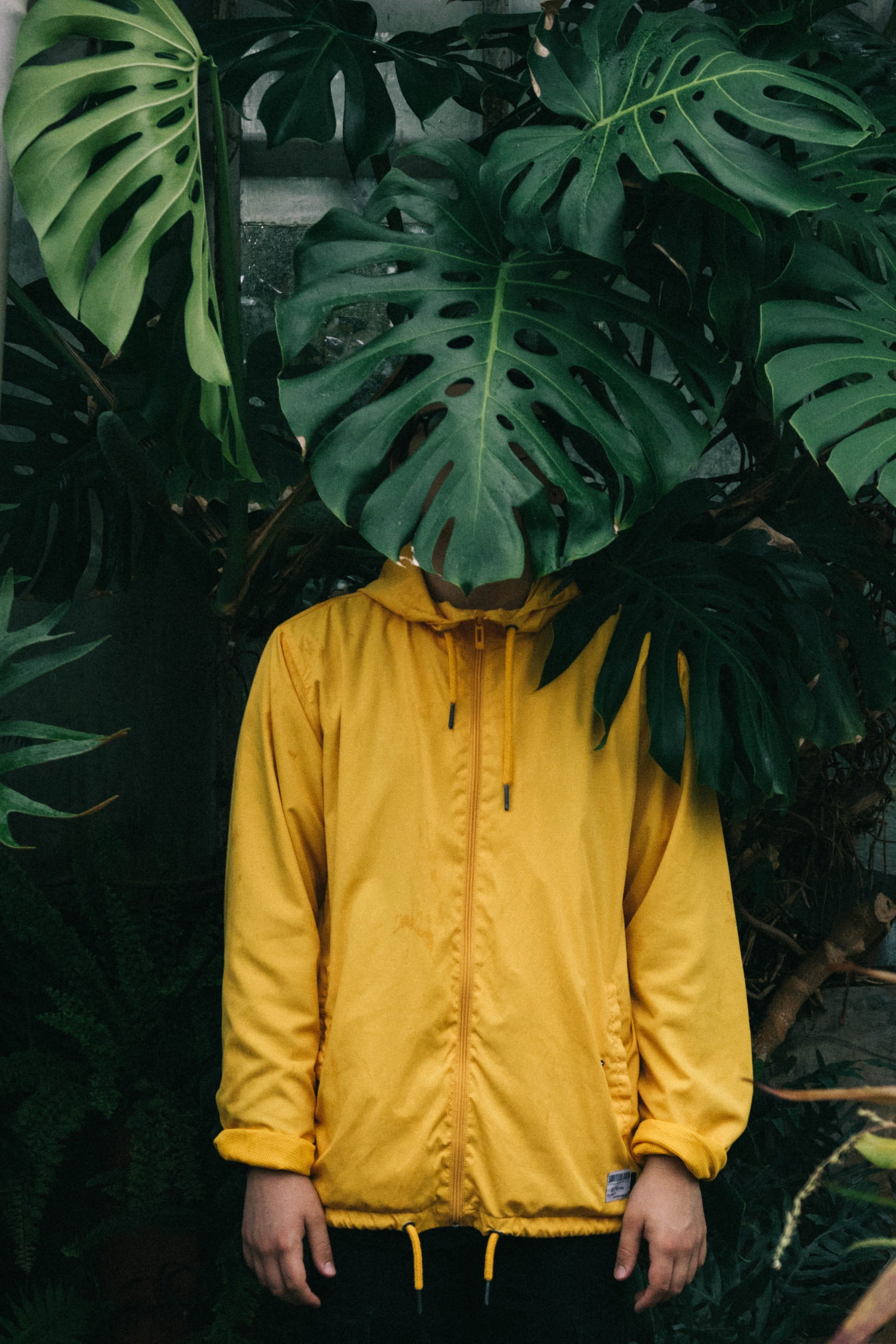 casual clothing, day, green, hoodie, leisure activity, palm, yellow jacket, leaf, one person, unrecognizable person, monstera, yellow, guy, botanical garden, Phone HD Wallpaper