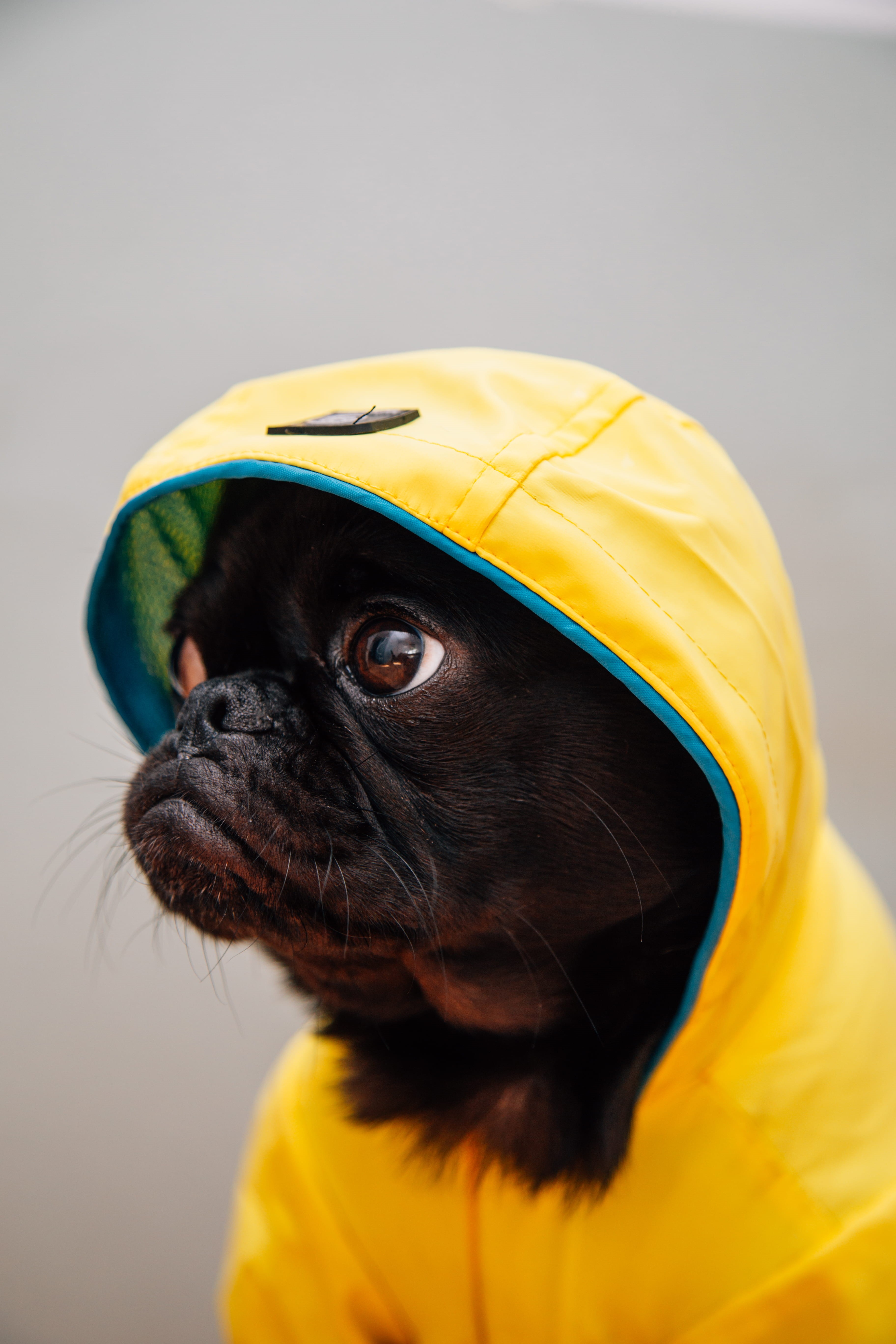 mammal, raincoat, hood, animal body part, jacket, animal head, looking, rain, animal themes, small, toshi, 5K, domestic animals, lap dog, adult, pets, Phone HD Wallpaper