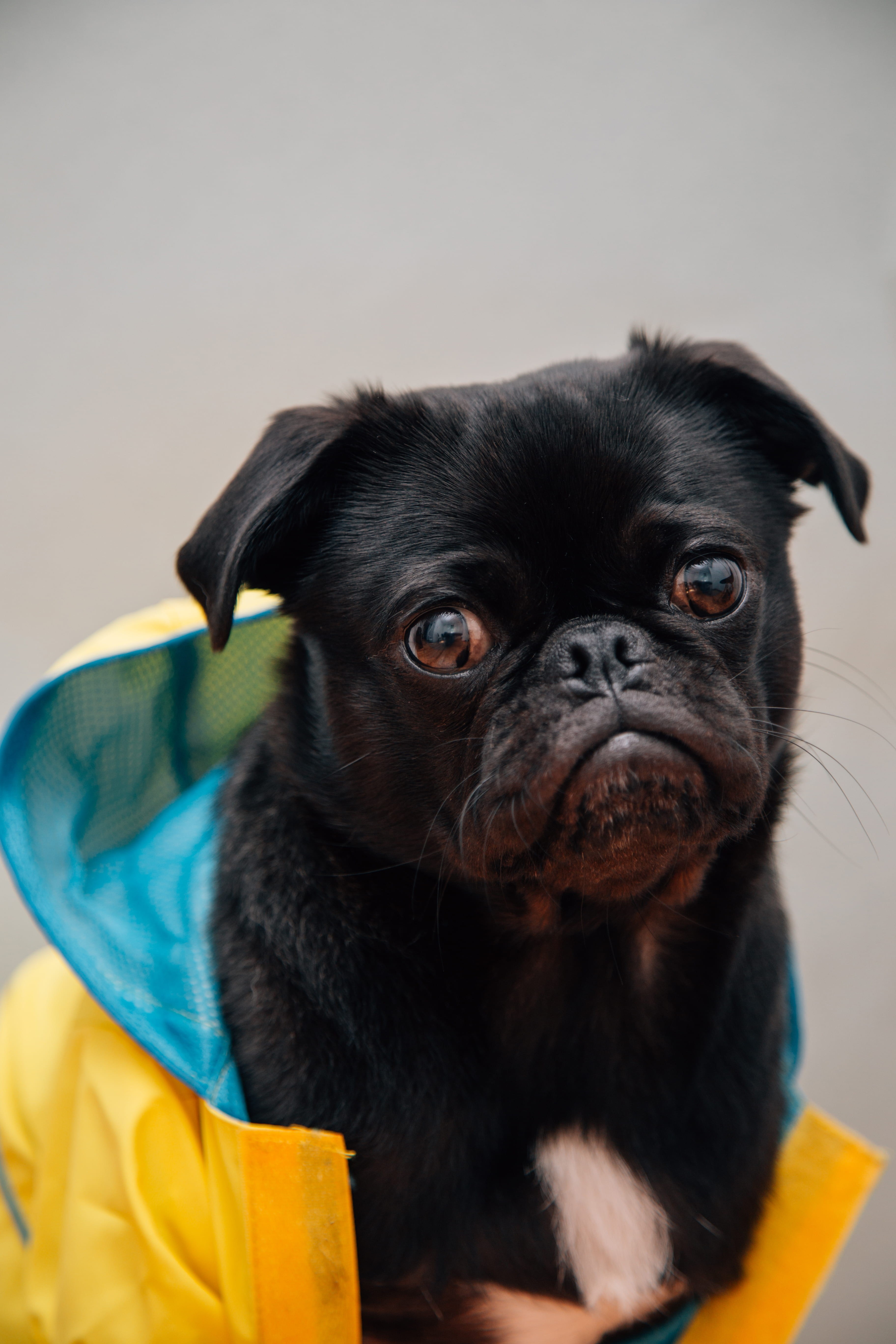 lap dog, pug, indoors, selective, raincoat, young animal, weather, dog, canine, small, photography, animal body part, looking at camera, portrait, black, Phone HD Wallpaper