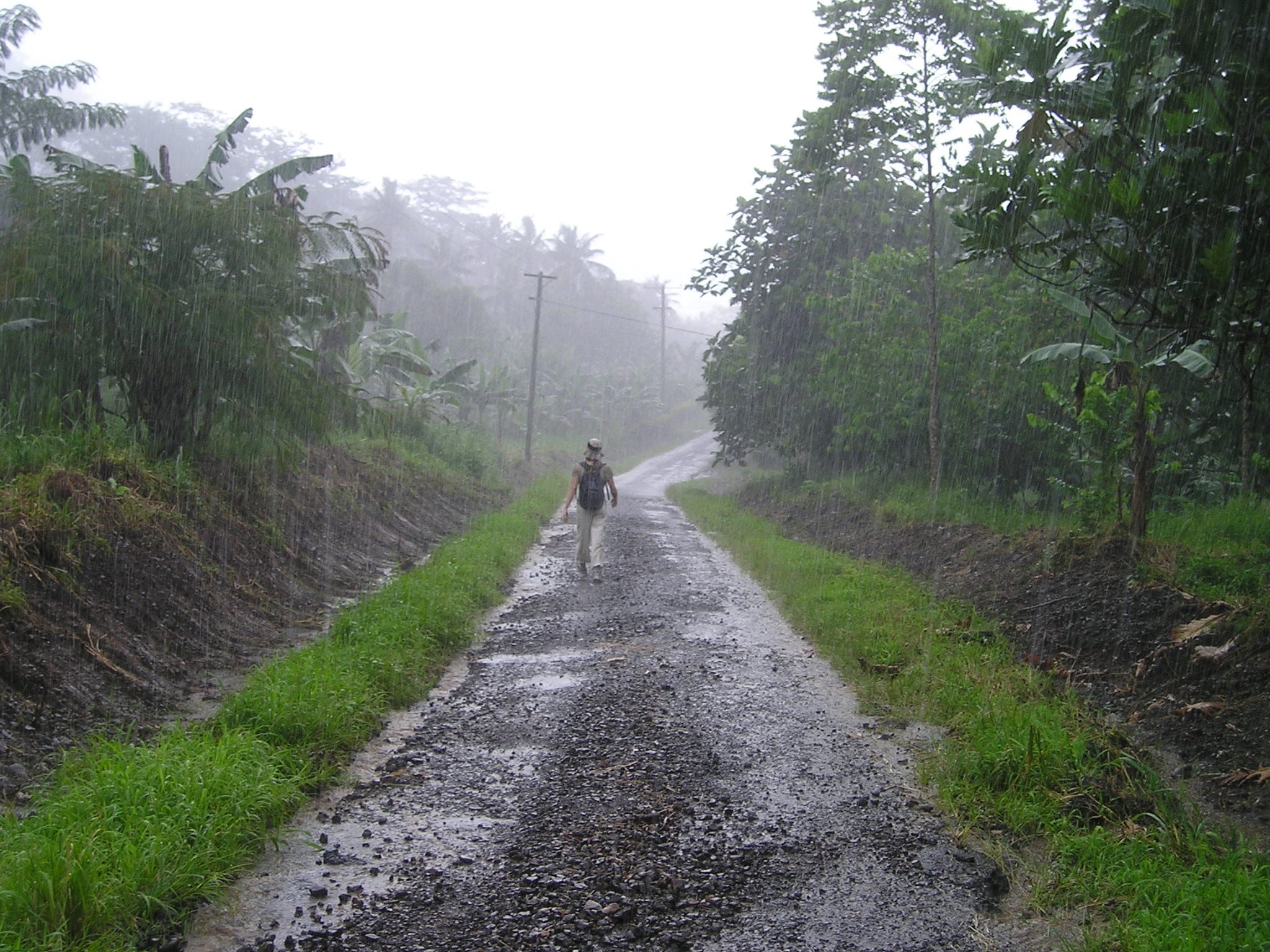 walking, tree, samoa, leisure activity, lifestyles, fog, one person, direction, non-urban scene, diminishing perspective, south sea, outdoors, person, rain, HD Wallpaper