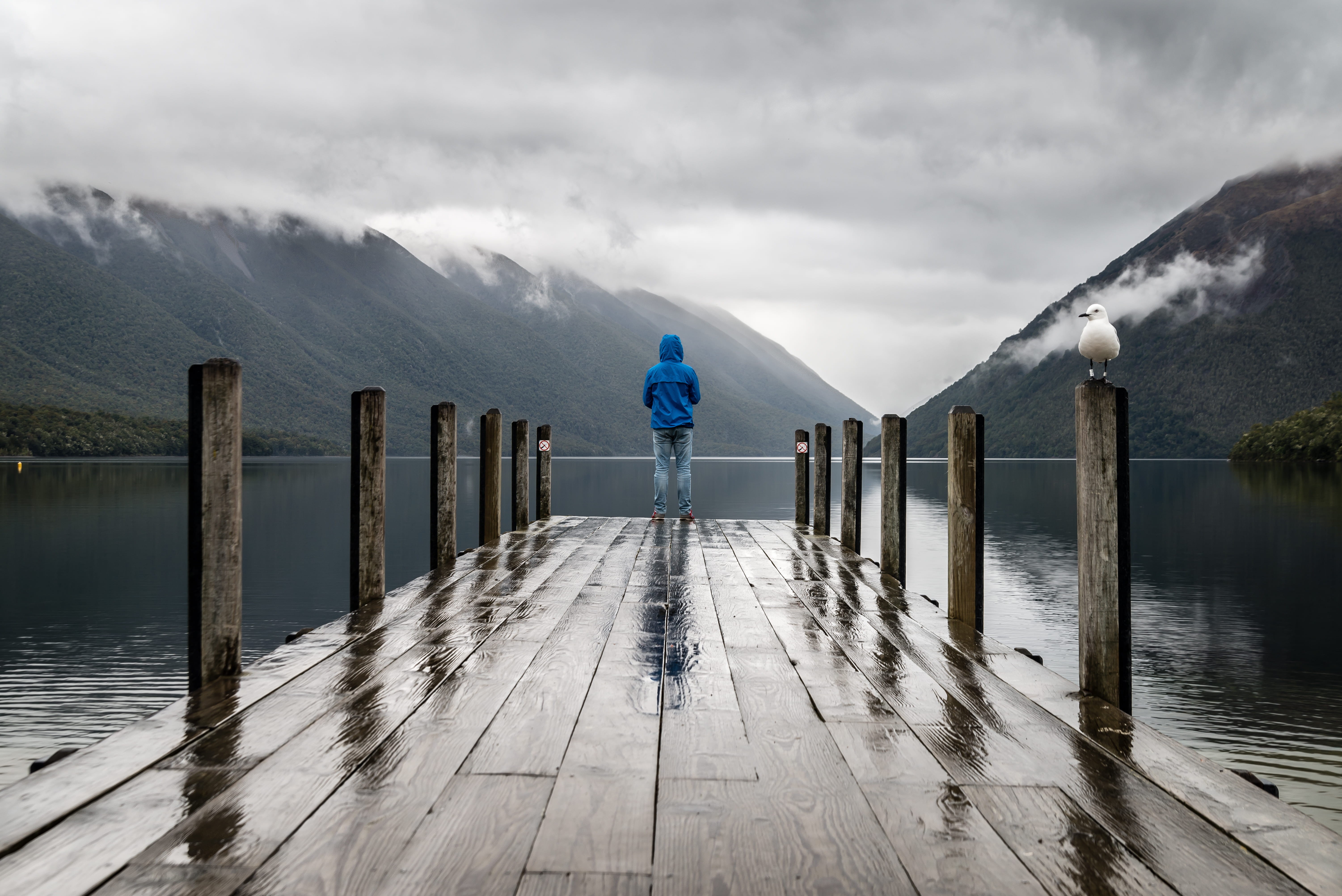 gull, rear view, person, animal, cold, mist, sky, weather, nature, mood, wooden post, sunset, one person, rainy day, cloudy, brown, mountain range, HD Wallpaper