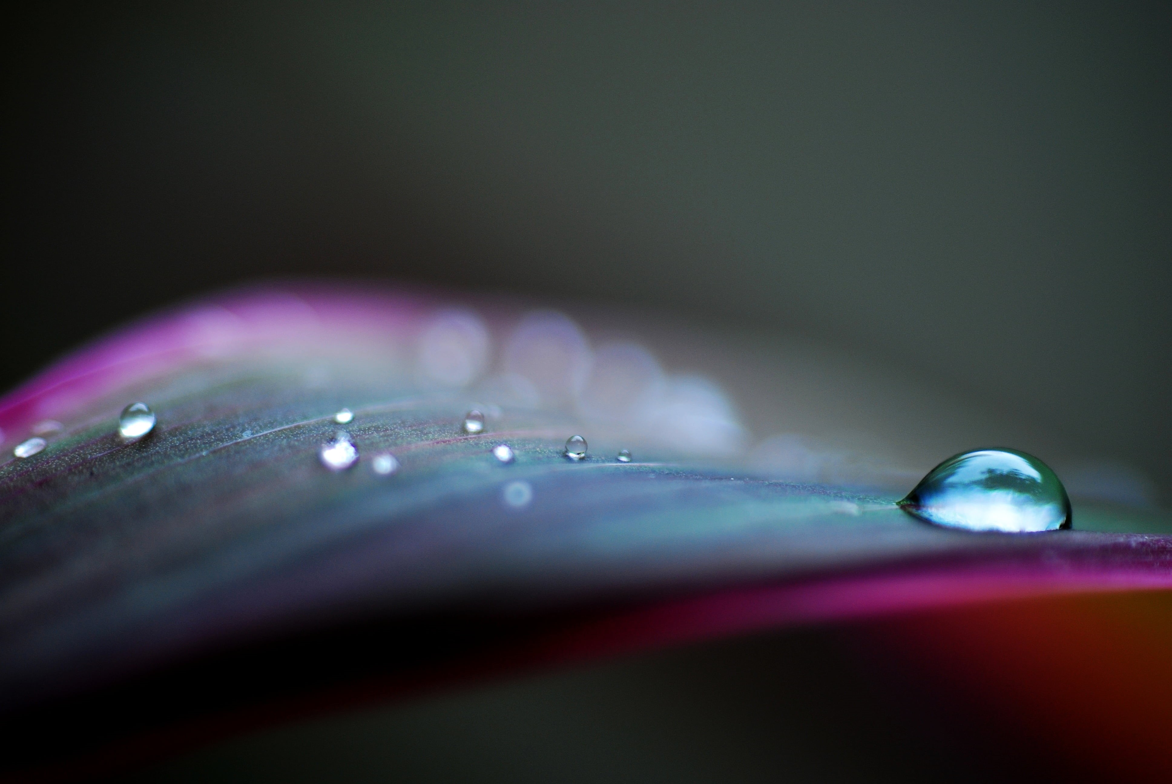 backgrounds, closeup, green Color, bubble, APPS, DCR, 8D, drop, f1, Today, freshness, water, liquid, close-up, drop of water, wet, macro, Nature, Nikon D60, HD Wallpaper