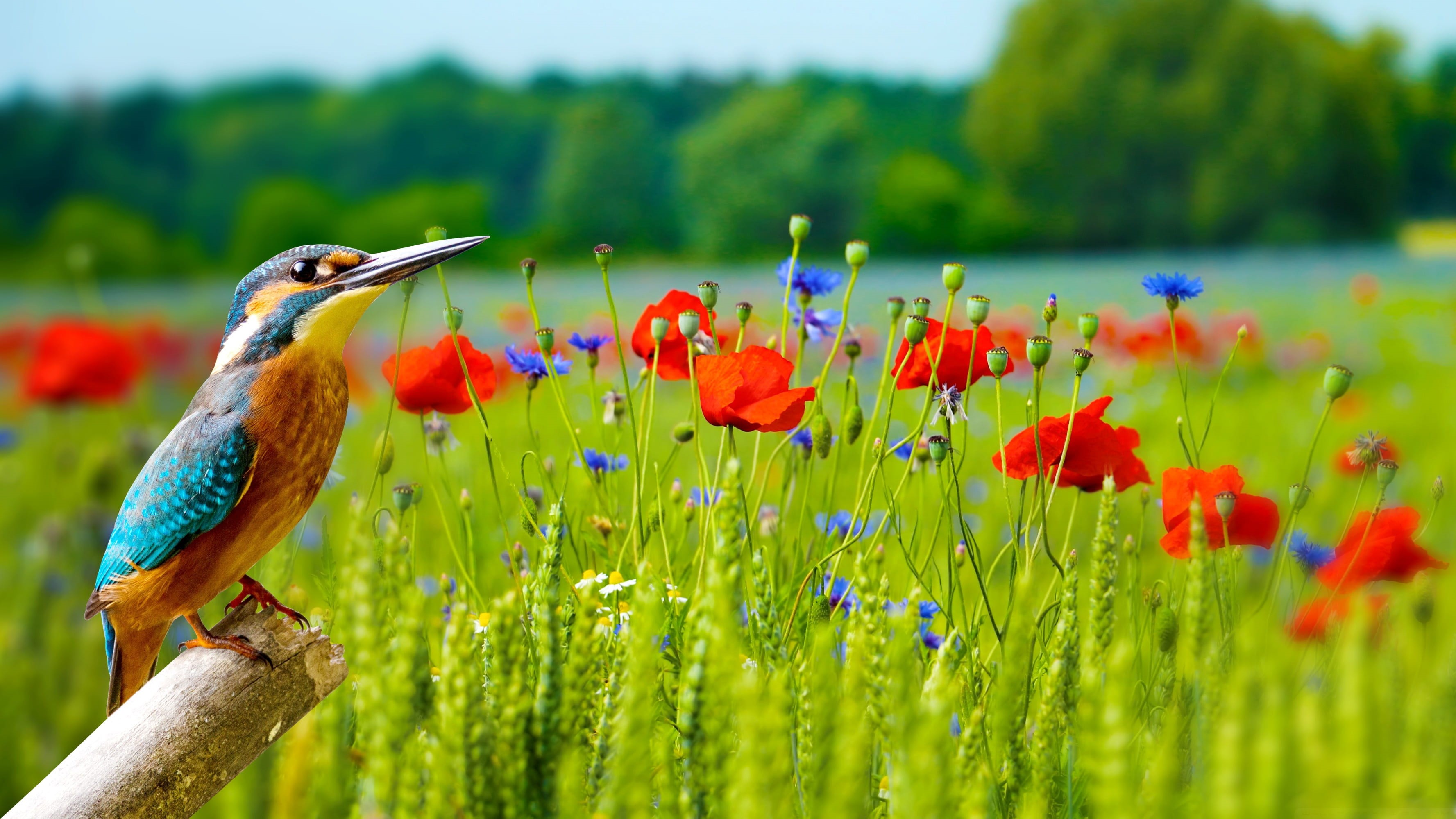 natural, summer, animal, growth, selective, one animal, sky, flowering plant, light, rod, bird, green, animals in the wild, animal wildlife, color, background, HD Wallpaper