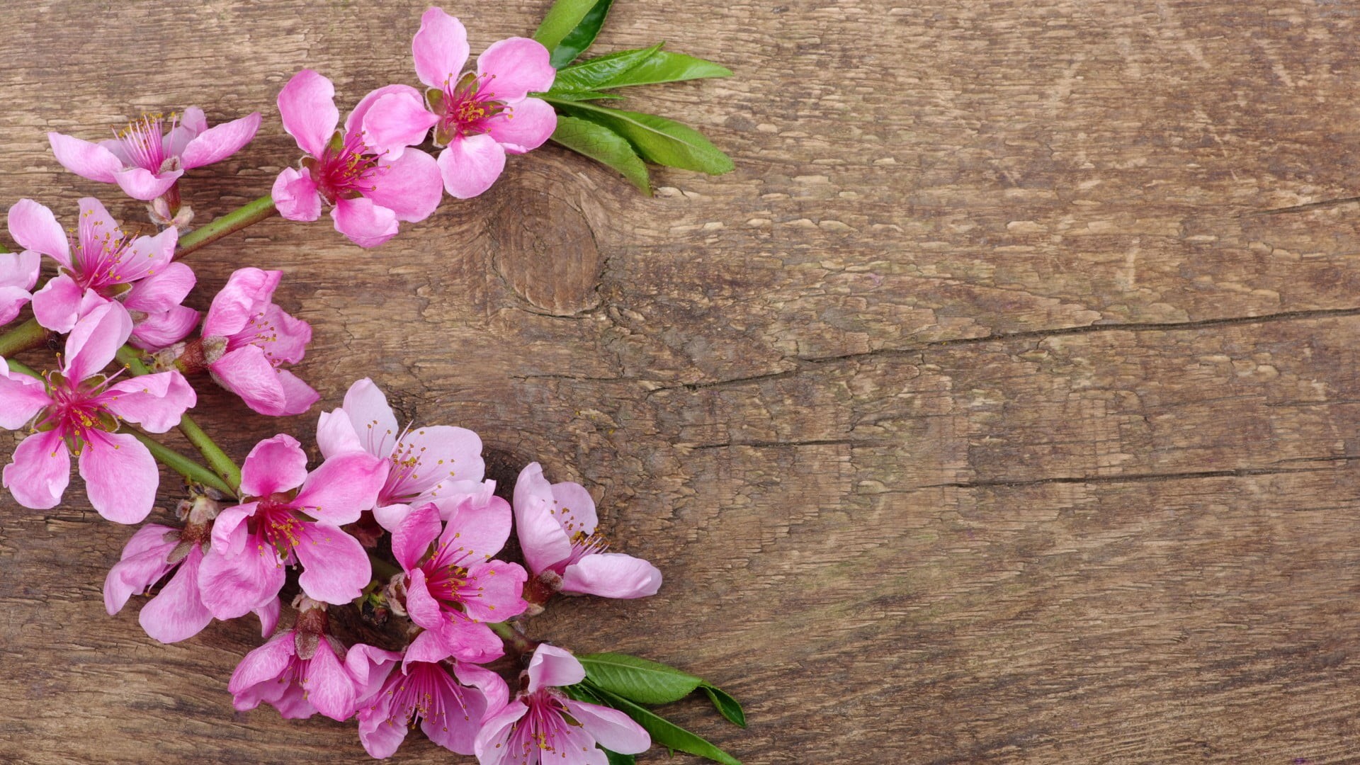 vase, flower arrangement, blooming, decoration, pink color, bouquet, detail, nature, directly above, fragility, outdoors, gardening, season, botanical, HD Wallpaper