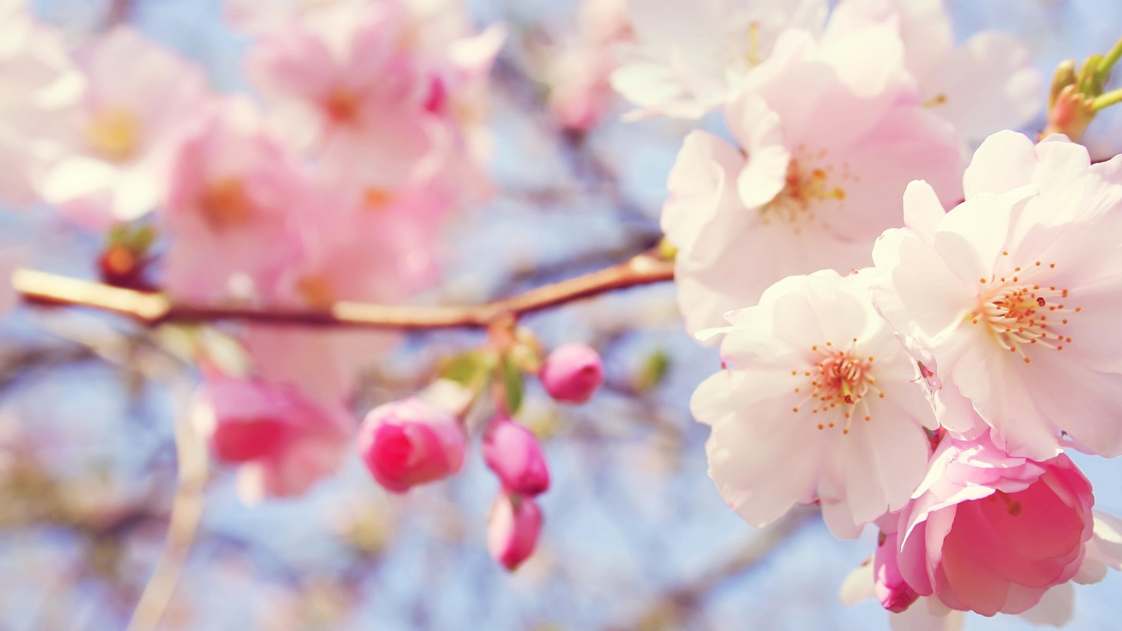 tree, almond, celebration, branch, petal, natural, pink, bright, colorful, bouquet, 4K, flowers, bloom, garden, easter, blossom, seasonal, summer, spring, HD Wallpaper