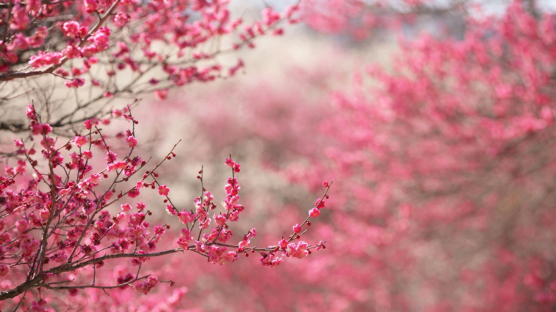 closeup, pink, decoration, leaves, floral, almond, purple, petals, bunch, plant, gardening, spring, pattern, garden, tree, bud, 1080P, bright, blossom, HD Wallpaper